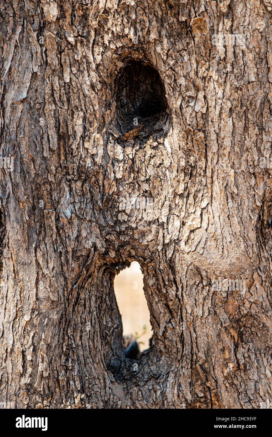 cavità e buchi nel tronco di un vecchio olivo Foto stock - Alamy