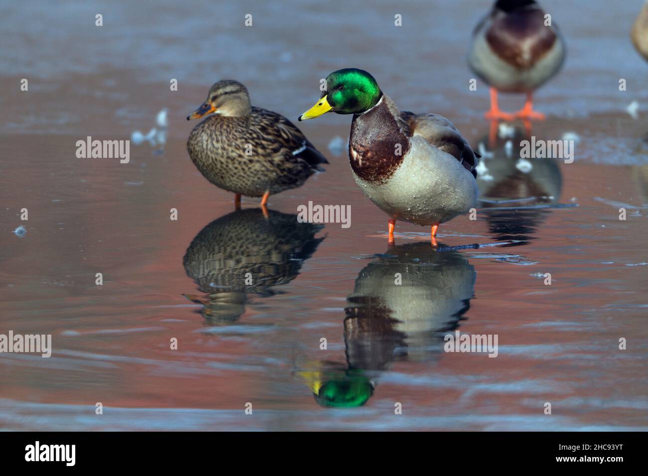 Mallard, (Anas platyrhynchos), coppia sul lago semi-congelato, in inverno, Hessen, Germania Foto Stock