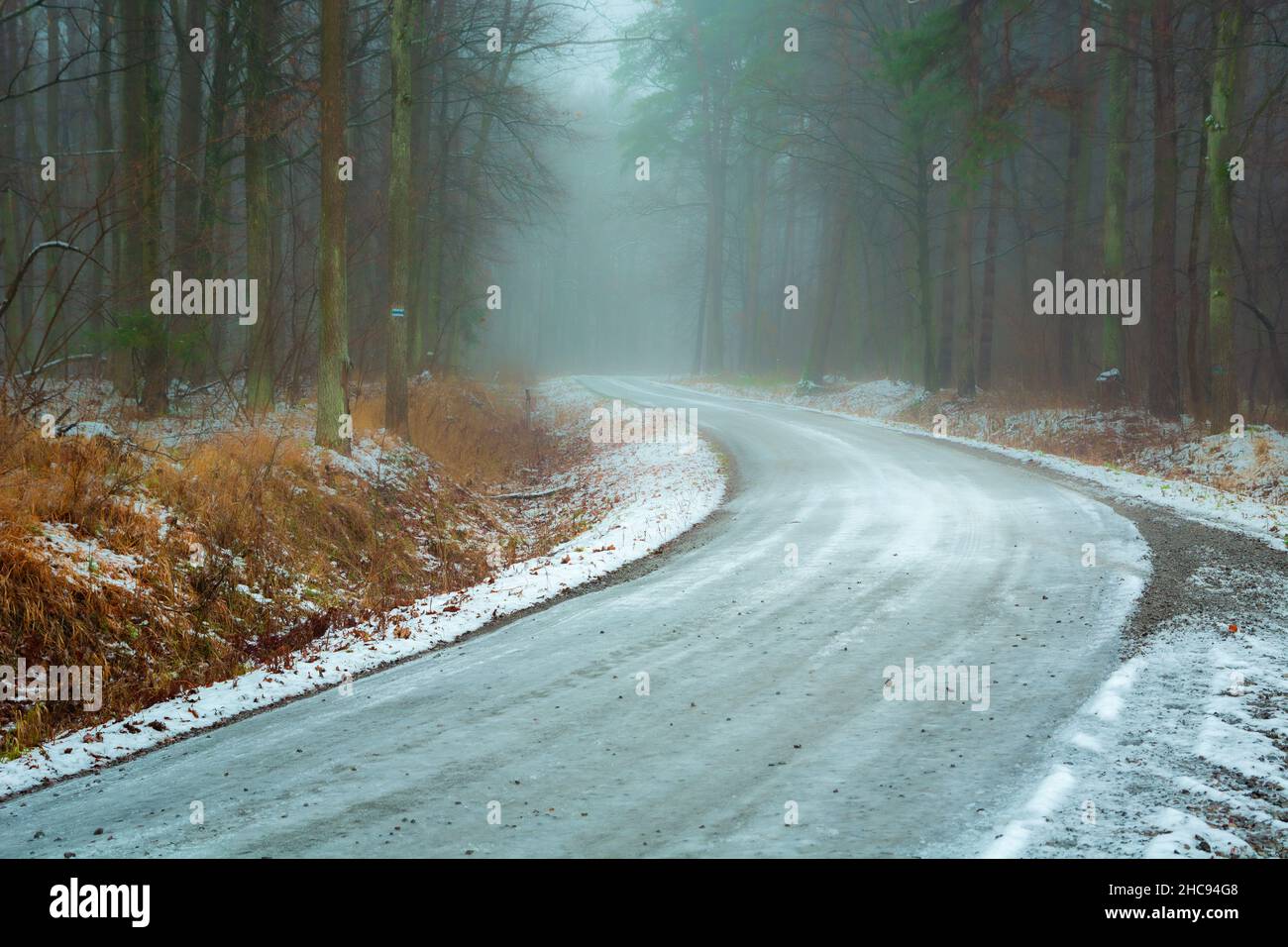 Strada ghiacciata attraverso una foresta nebulosa, Nowiny, Polonia Foto Stock