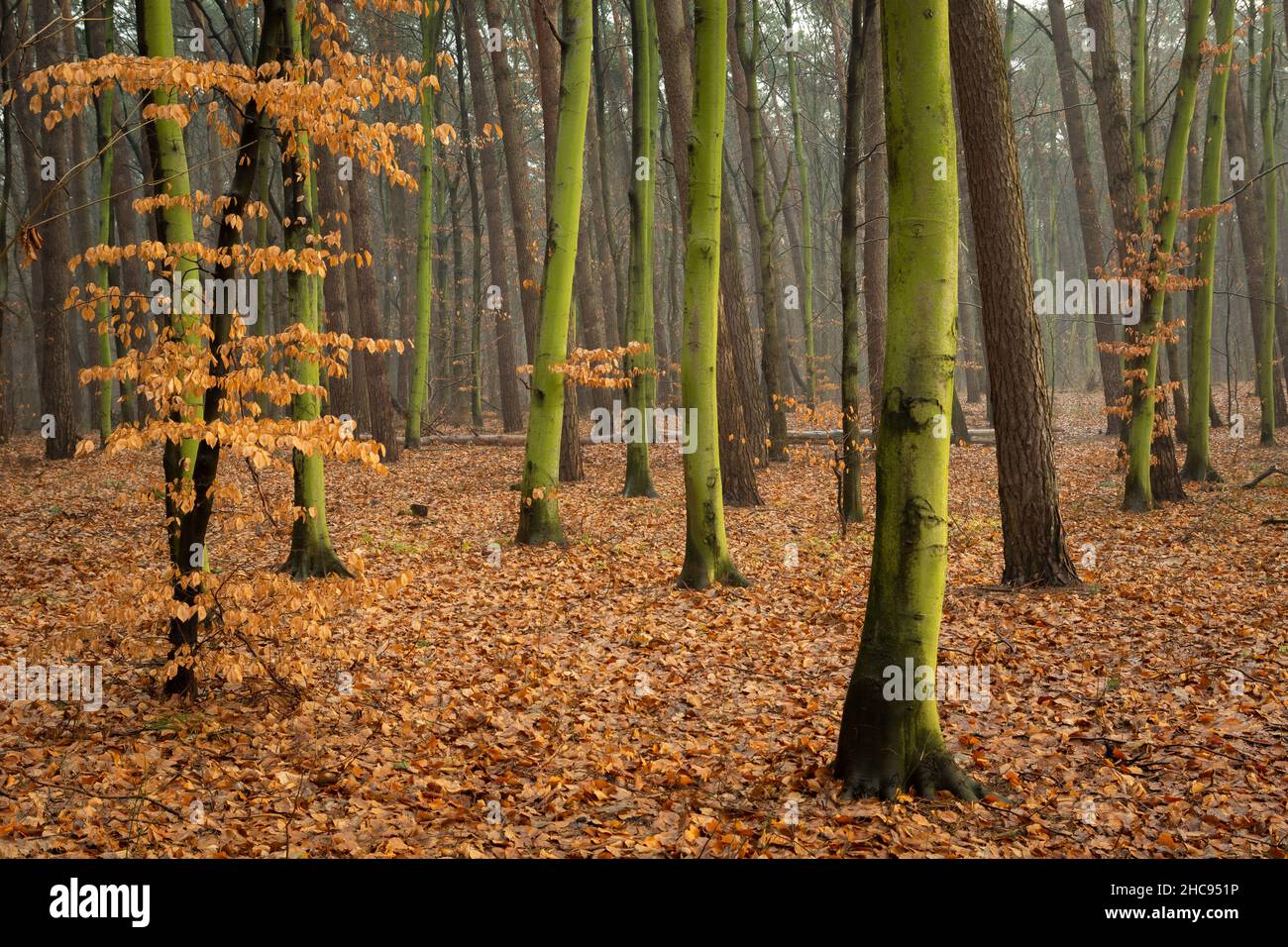 Autunno foresta con tronchi di alberi verdi e foglie cadute, Chelm, Polonia Foto Stock