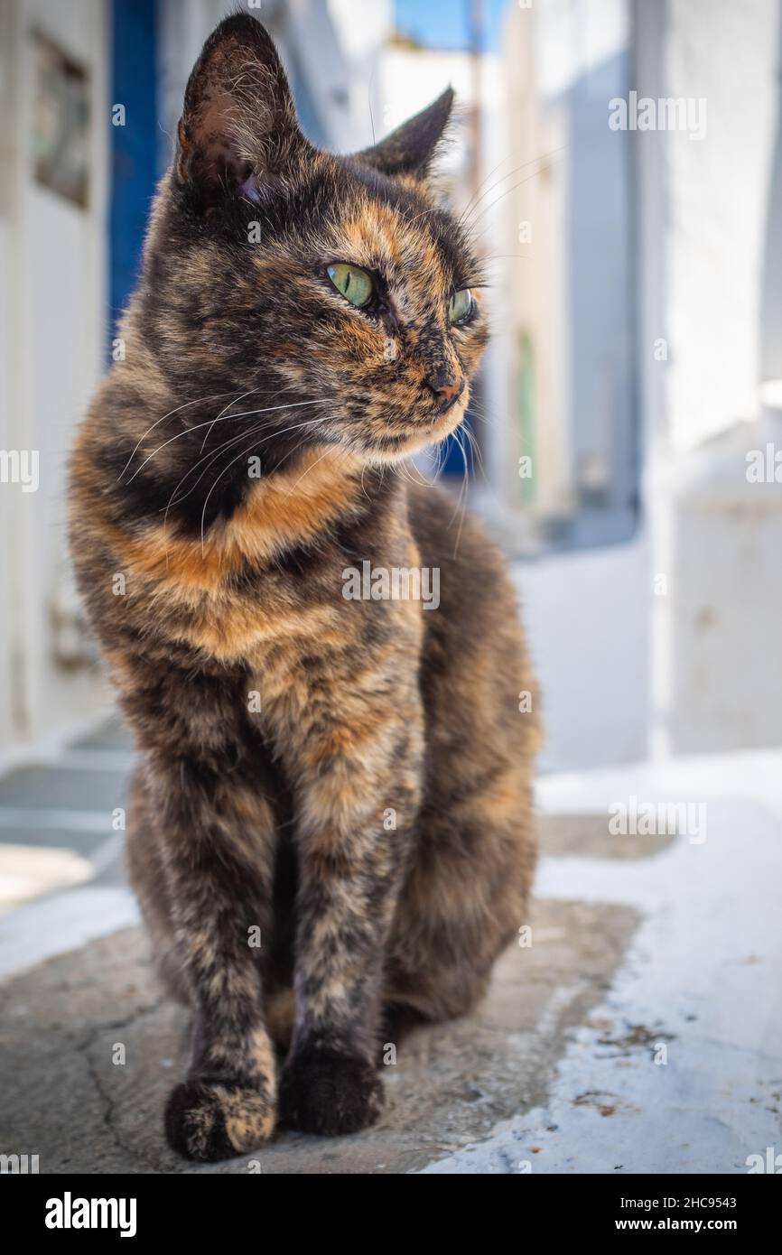 Un gatto di strada leggermente calico che guarda via. Si è tenuta una giornata estiva molto soleggiata nell'isola egea di Santorini, in Grecia. Foto Stock