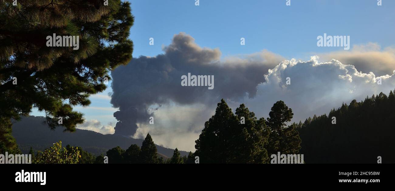 Pineta in primo piano e eruzione vulcanica sullo sfondo, la Palma Island, Spagna Foto Stock