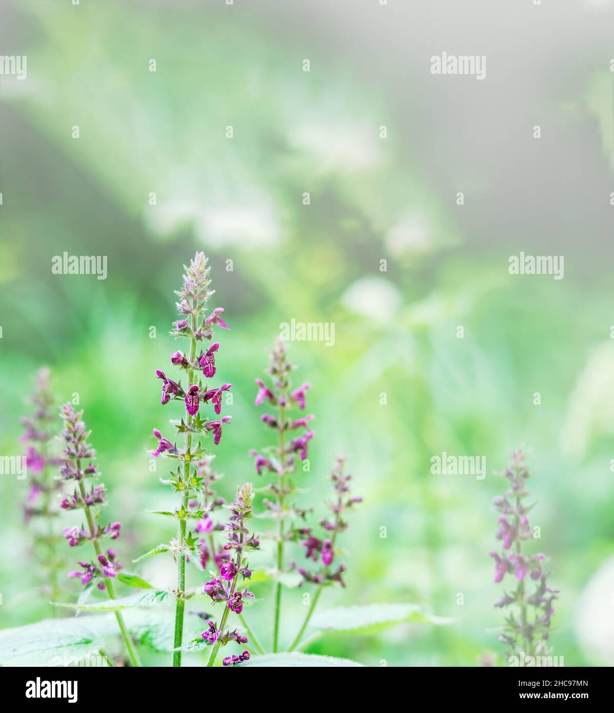 Fiori di campo viola in erba verde. Prati fiori ed erbe. I fiori selvatici. Foto Stock
