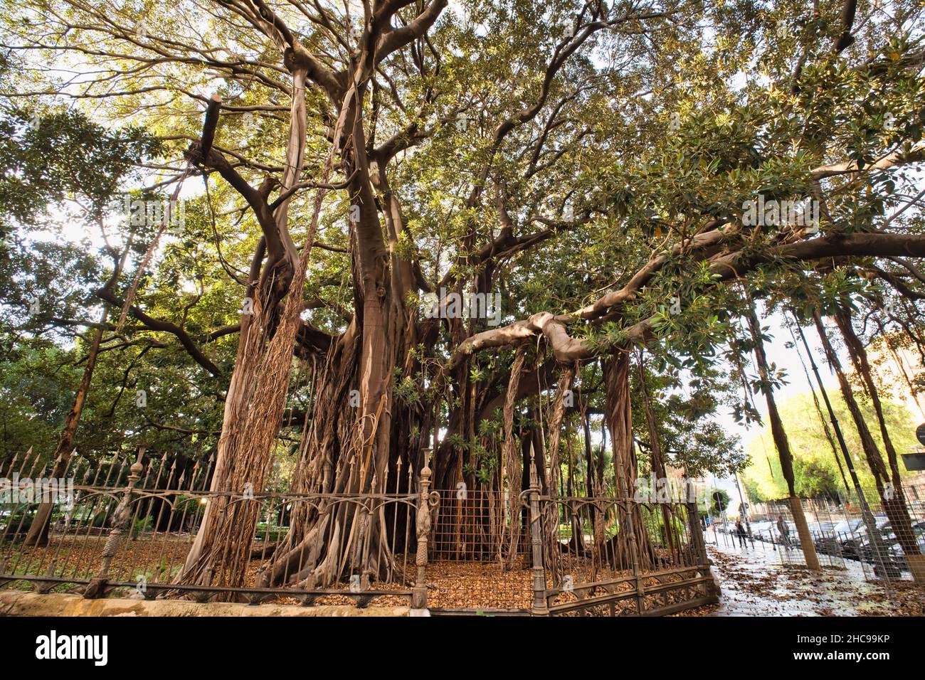 Il più grande albero d'Europa a Palermo Foto Stock