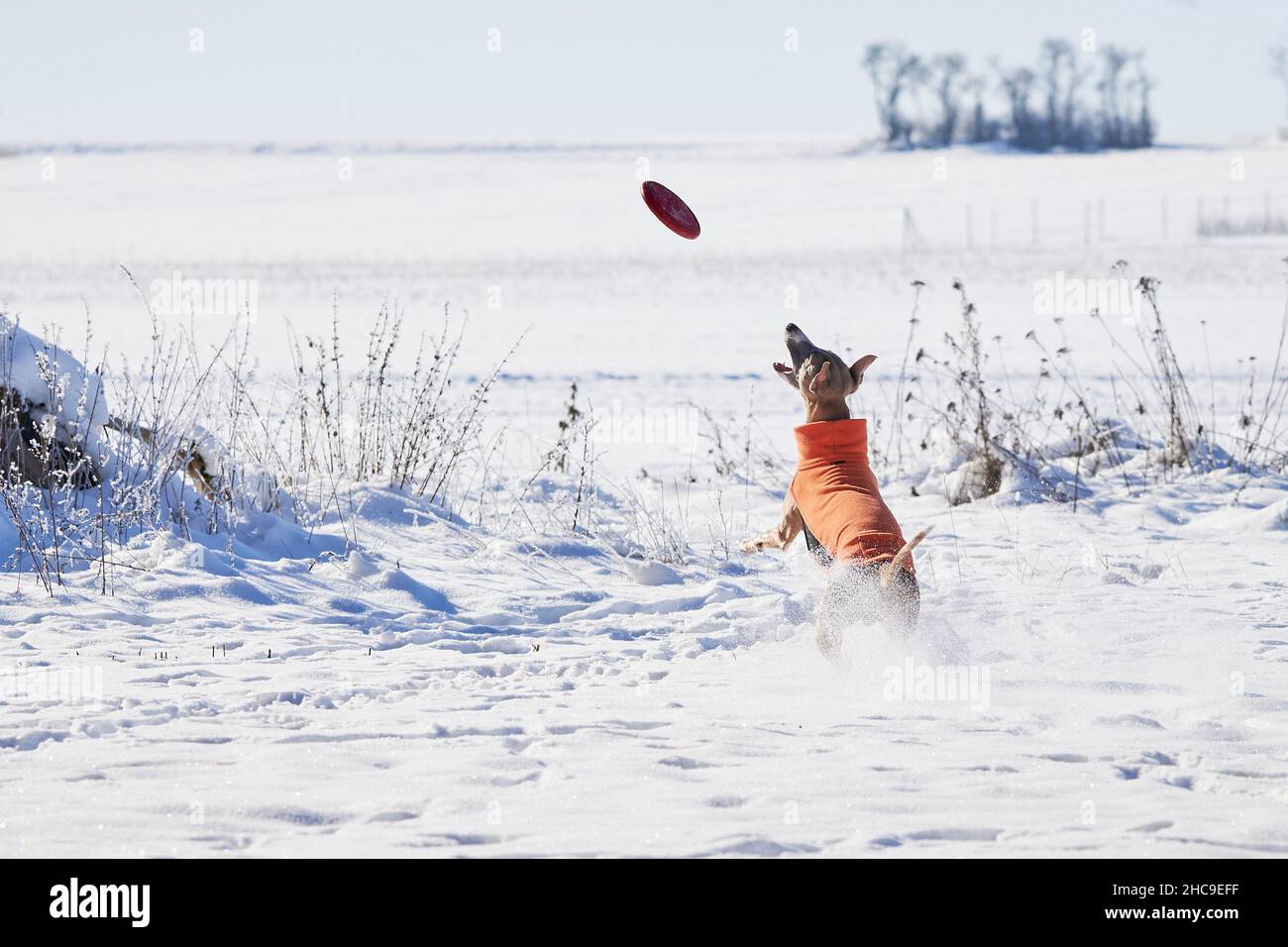 Cane da neve che corre nella neve e cattura un disco. Inglese Whippet o Snap dog Foto Stock