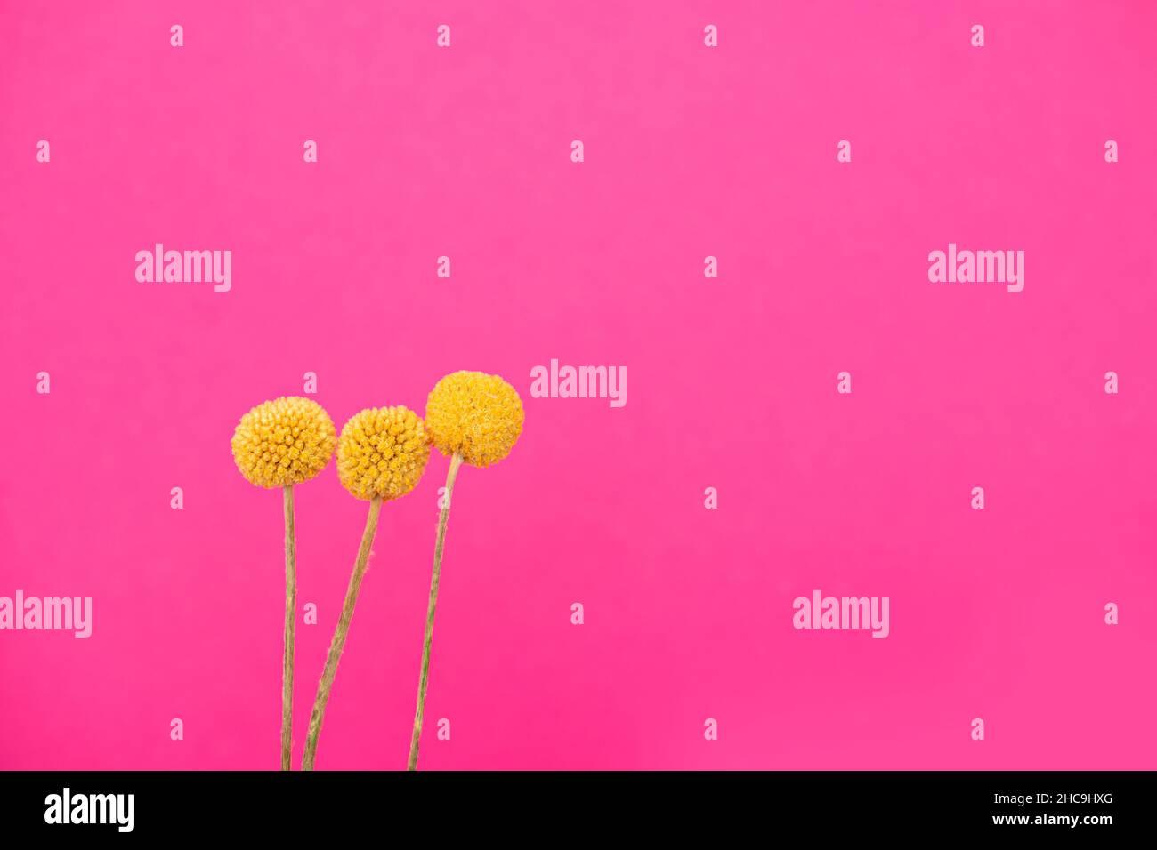 Kraspedia - Zar gialli, fiori su sfondo rosa. Minimalismo creativo. Spazio di copia. Foto Stock