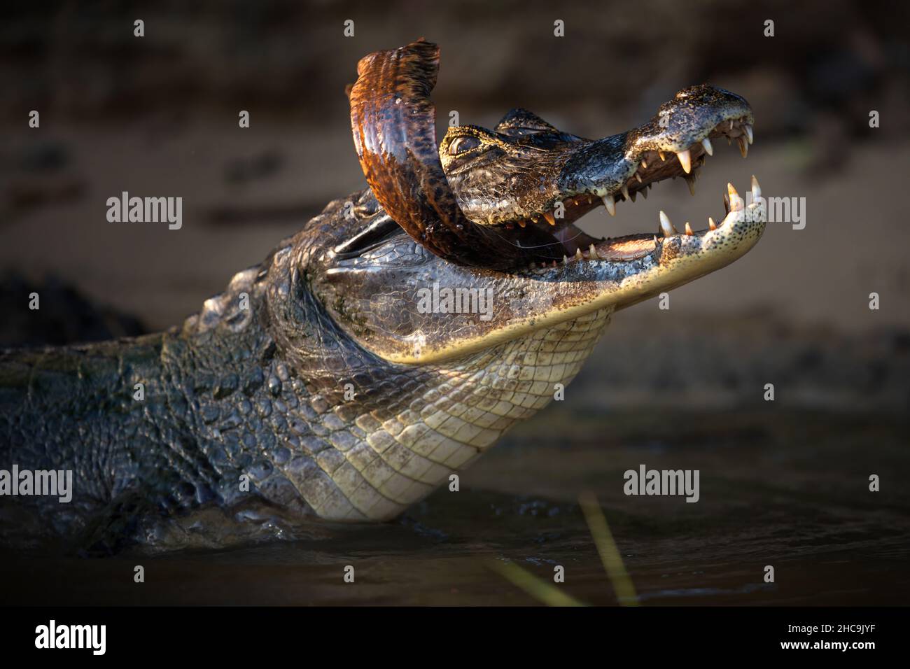 Alligatore in acqua a Pantanal, Brasile Foto Stock
