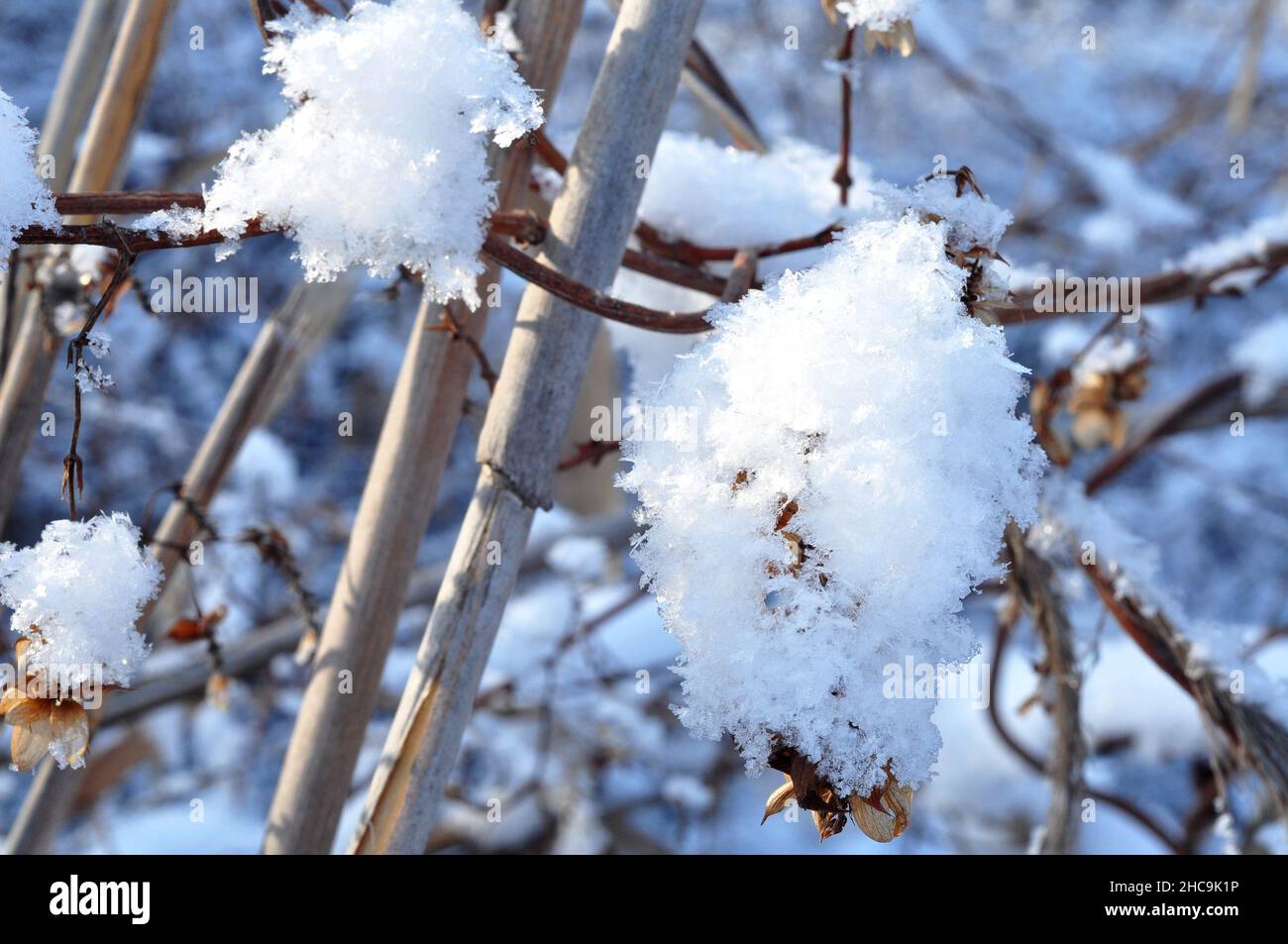 La neve si trova sui rami degli alberi. Sfondo invernale Foto Stock