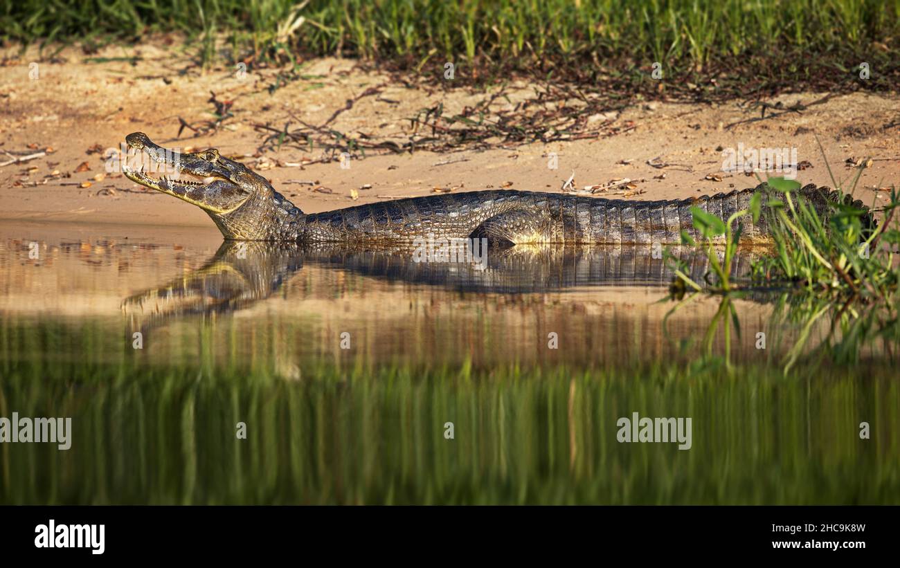 Alligatore in acqua a Pantanal, Brasile Foto Stock