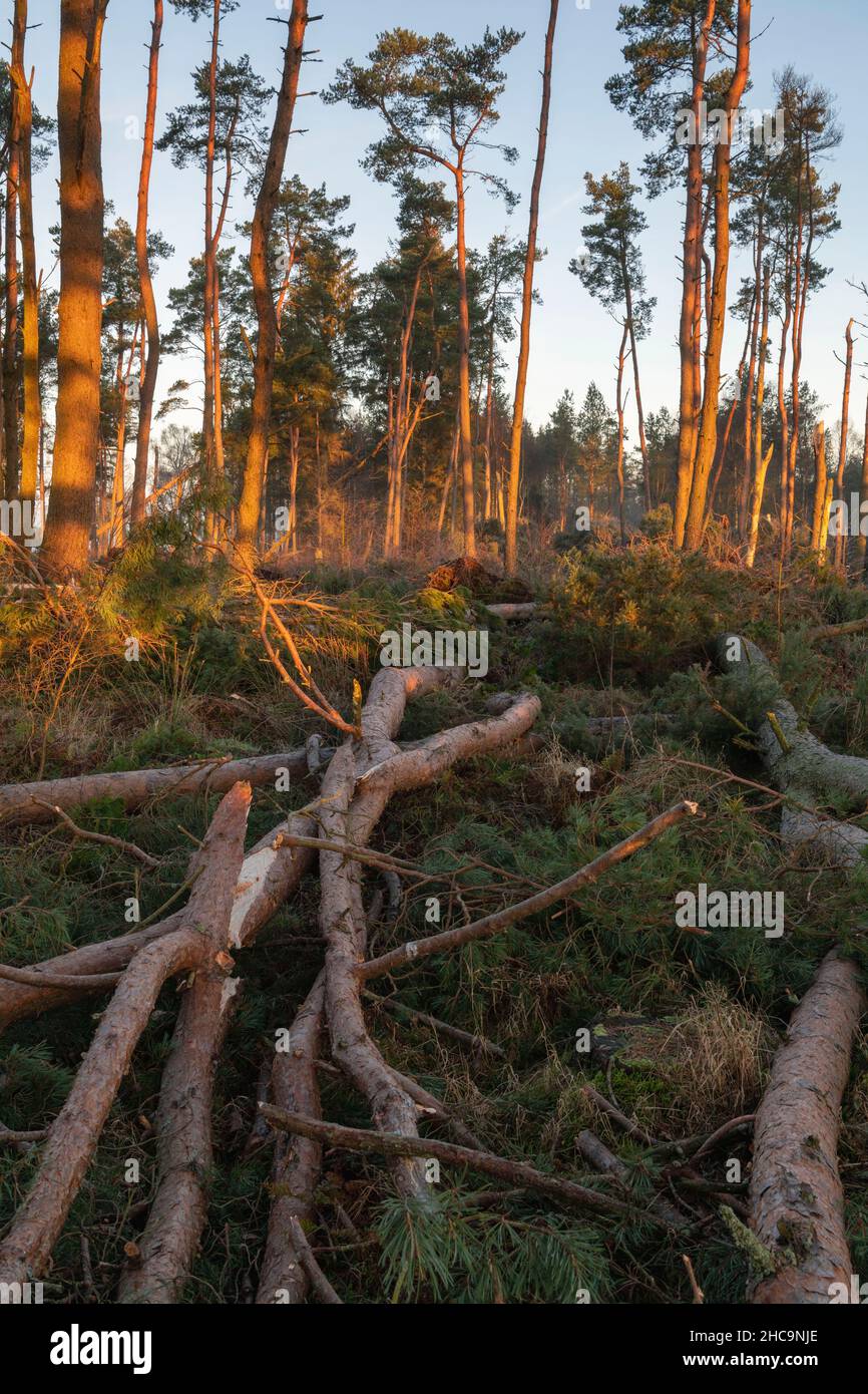 Cascate Sunshine al mattino presto su Pino scozzese (Pinus Sylvestris) in Bosco danneggiato da Storm Arwen nel novembre 2021 in Scozia nord-orientale Foto Stock
