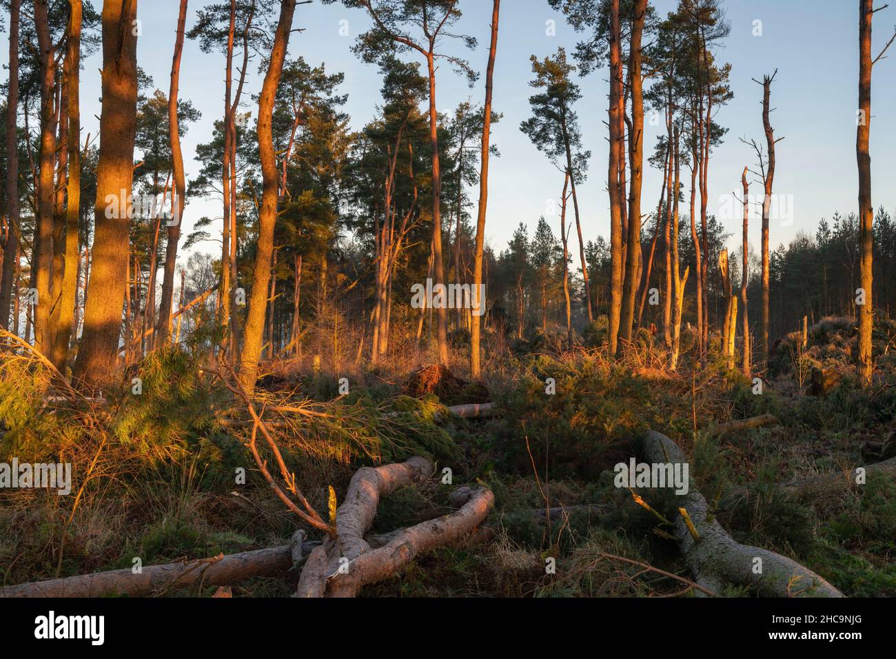 Prime cascate di luce su un'area della foresta di pino scozzese (Pinus Sylvestris) appiattita da Storm Arwen nel novembre 2021 in Aberdeenshire Foto Stock