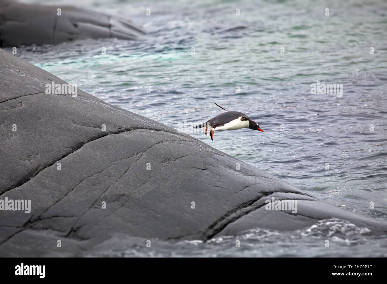 Pinguino che salta in acqua Foto Stock