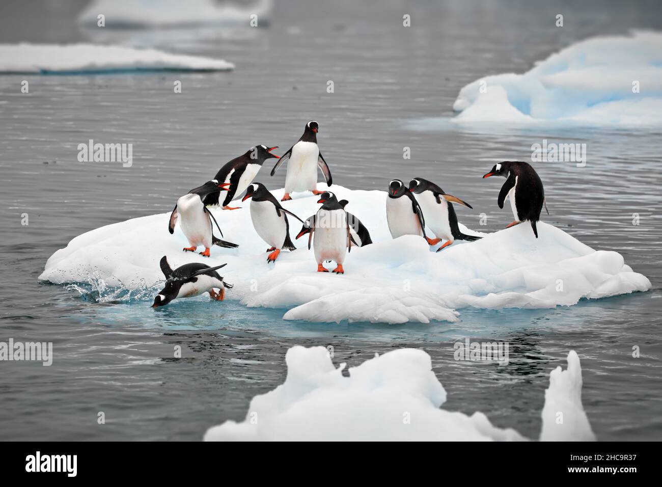 Pinguini su un piccolo iceberg in Antartide Foto Stock