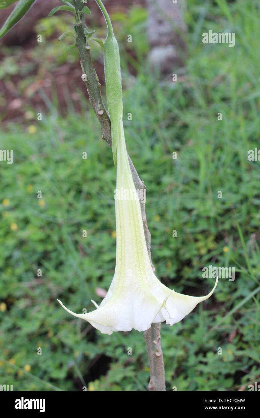 il fiore della tromba bianca alias amethyst è fiorito splendidamente nel parco della città vicino alla casa Foto Stock