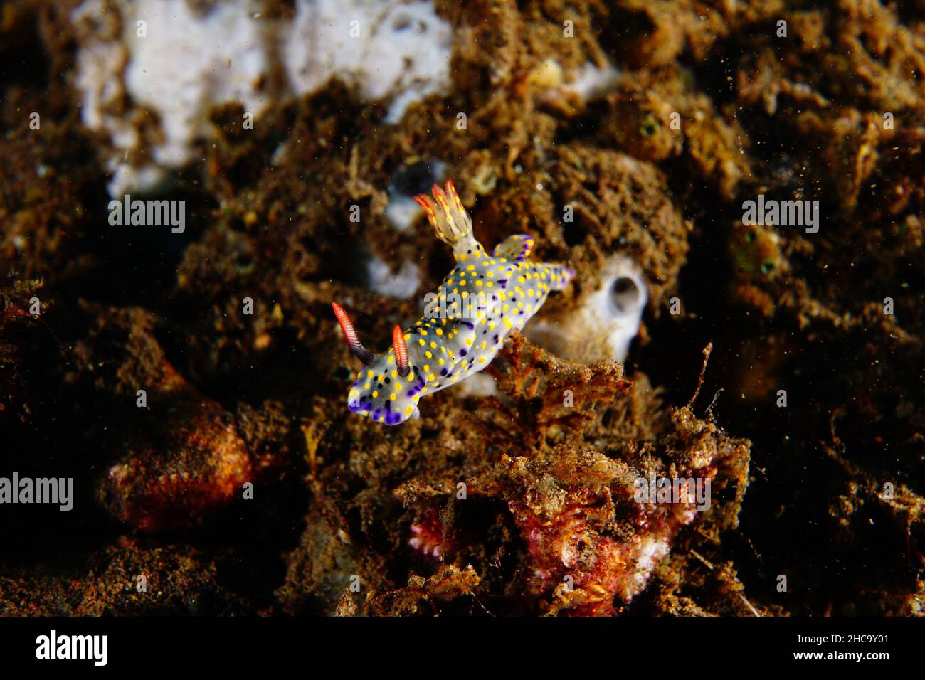 Un nudibranco nella barriera corallina; fotografia subacquea sull'isola di Bali, Indonesia Foto Stock