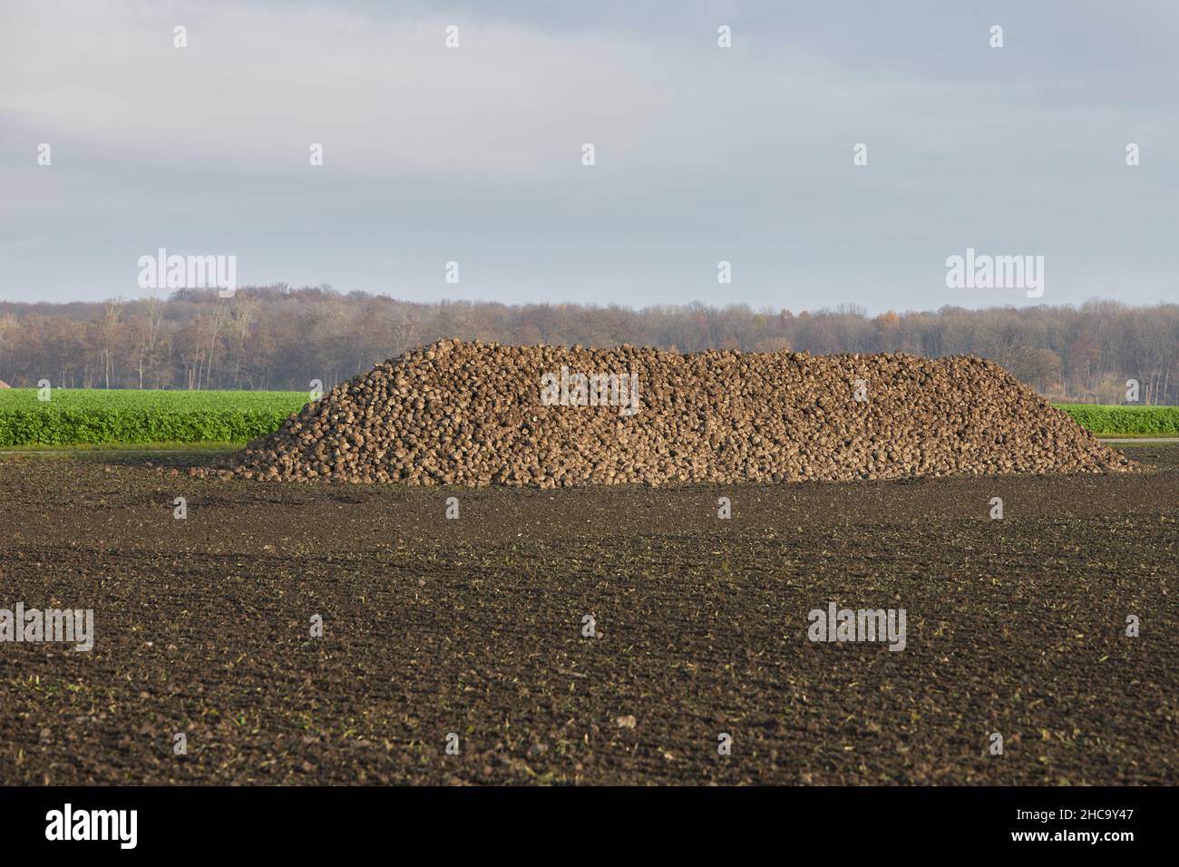 montagna di barbabietole appena raccolte su un campo Foto Stock