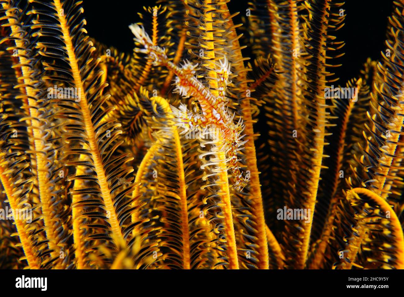 Il pescatore fantasma subacqueo; immersioni in una barriera corallina, isola di Bali, Indonesia Foto Stock