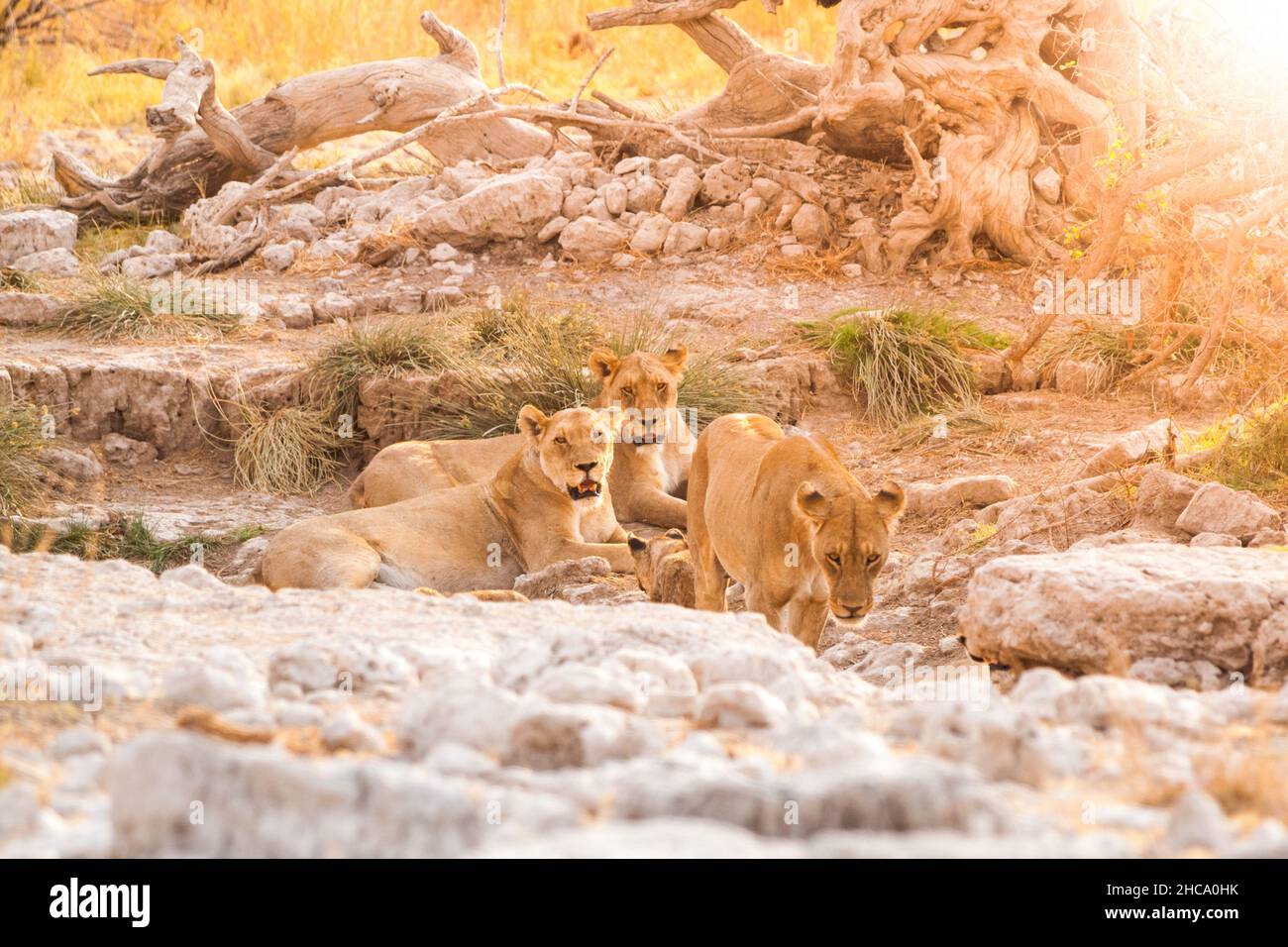Gruppo di giovani leoni in savana africana Foto Stock