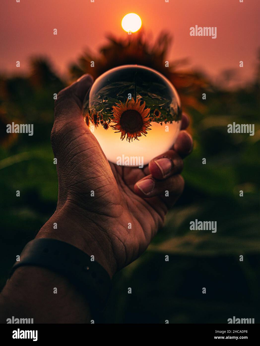 Persona che tiene una sfera di cristallo con il riflesso inverso dei girasoli al tramonto Foto Stock