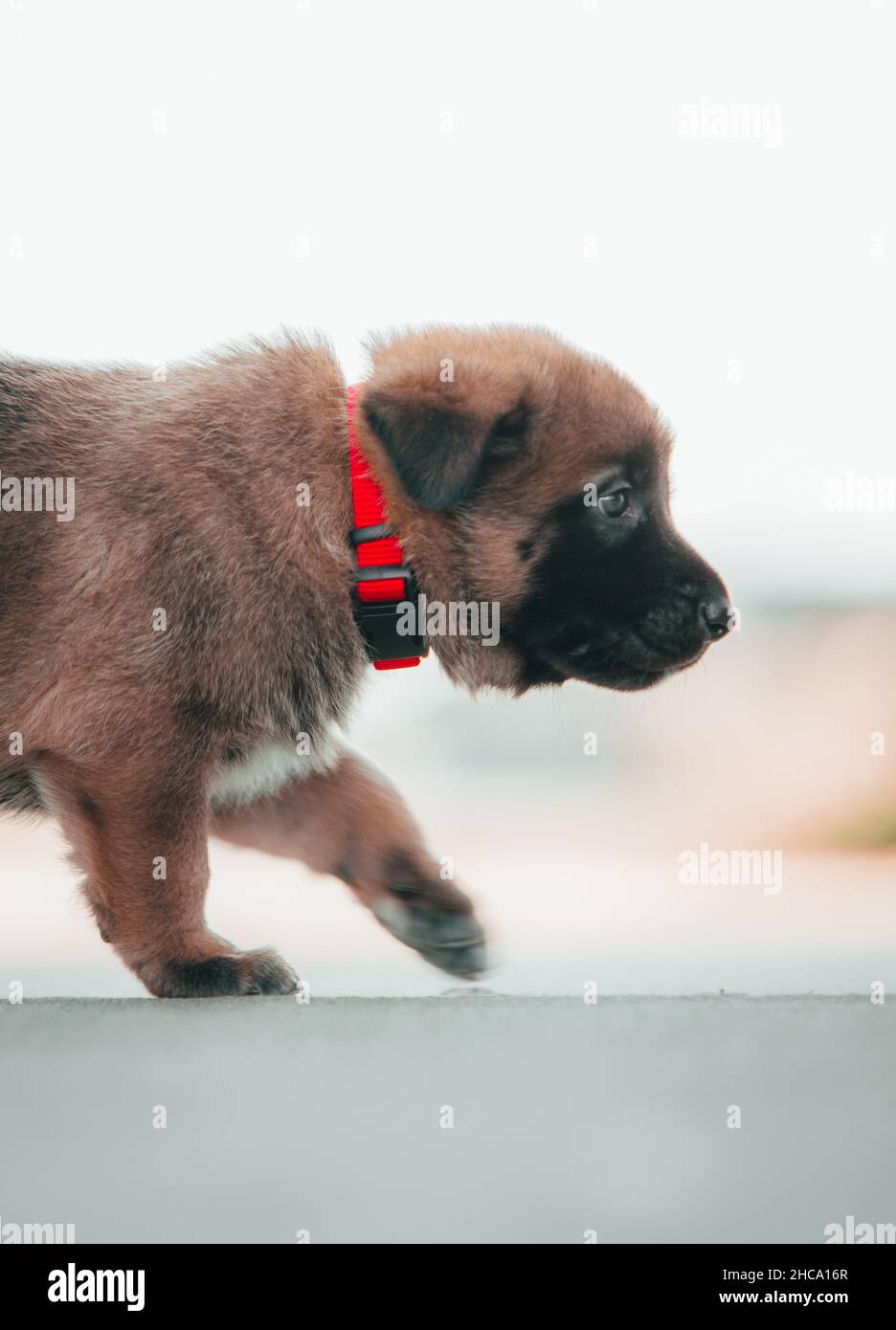 Colpo verticale di un adorabile cucciolo di pastore tedesco Foto Stock