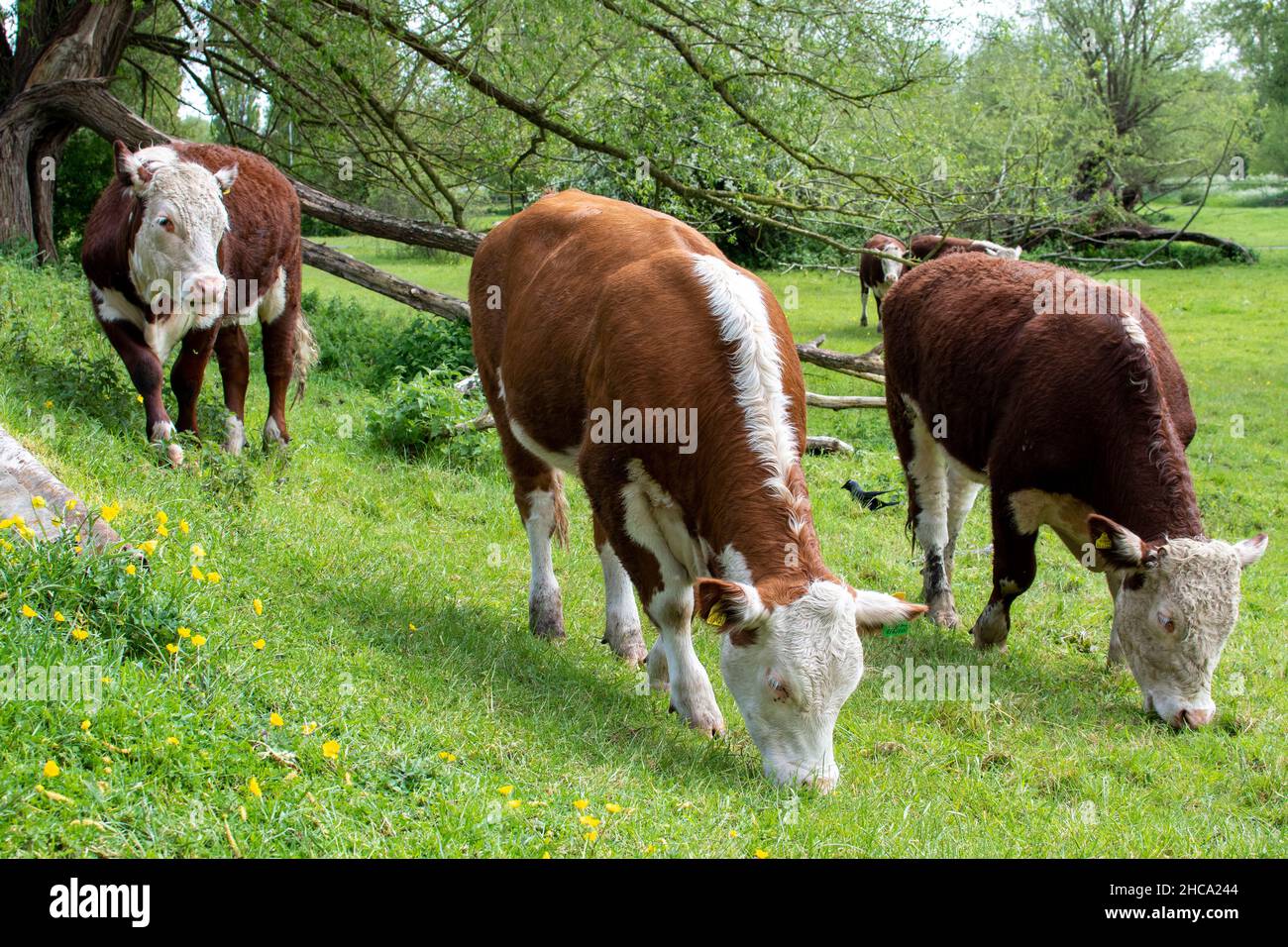 Mucche Hereford che pascolano a Sheep's Green e Coe Fen a Cambridge, Regno Unito Foto Stock