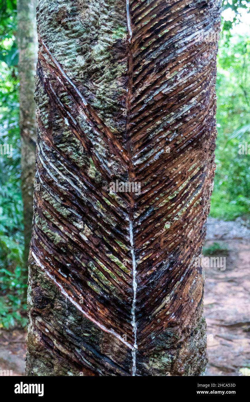 Rubber Tree, Hevea brasiliensis è una specie di rubberwood originaria delle foreste pluviali della regione amazzonica del Sudamerica Foto Stock