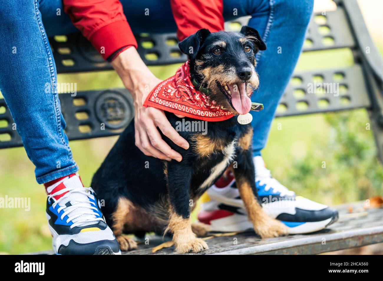 Cane con sciarpa rossa al collo seduto accanto al proprietario su una panca del parco Foto Stock