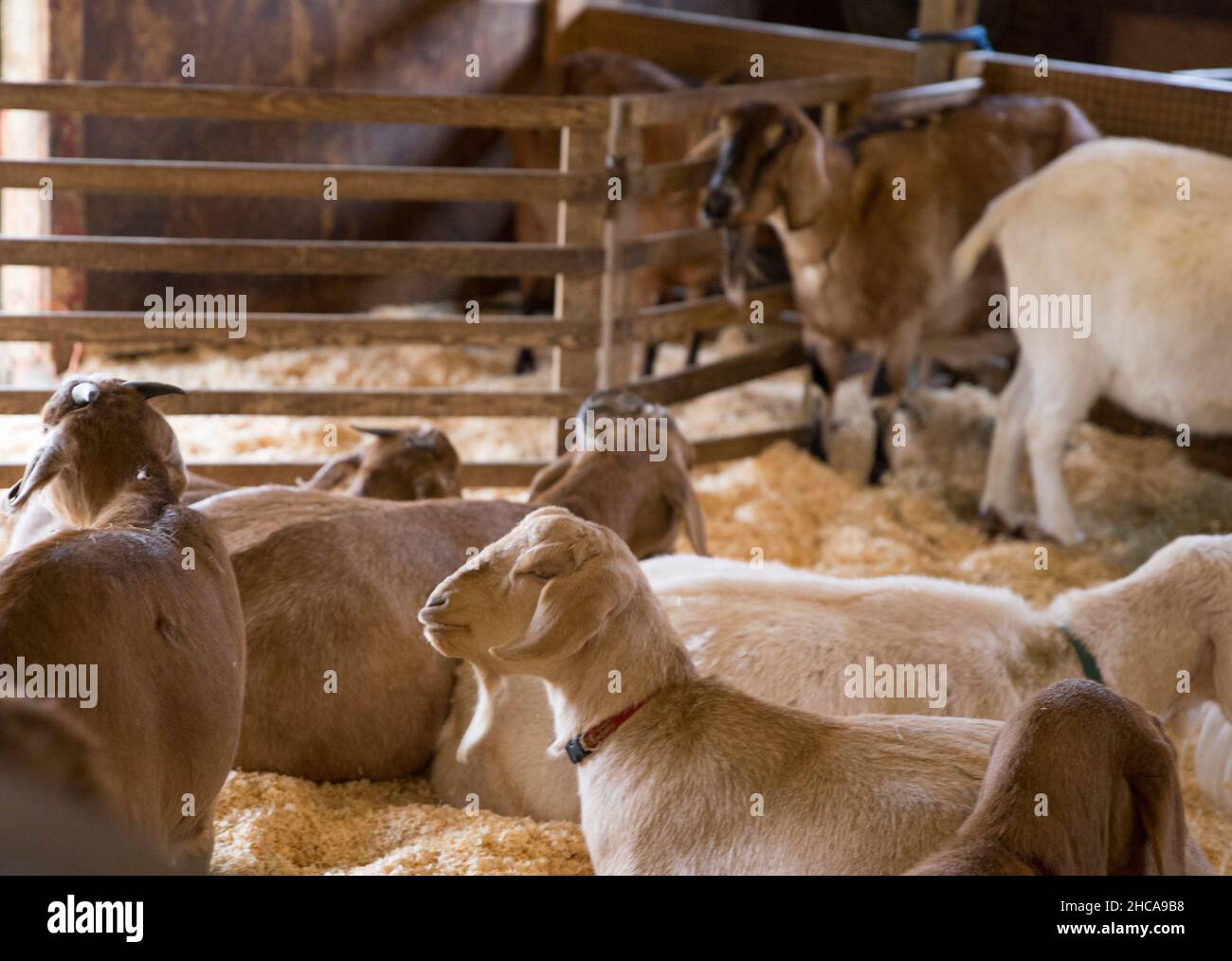 Capre alla Drumlin Farm a Concord ma Foto Stock