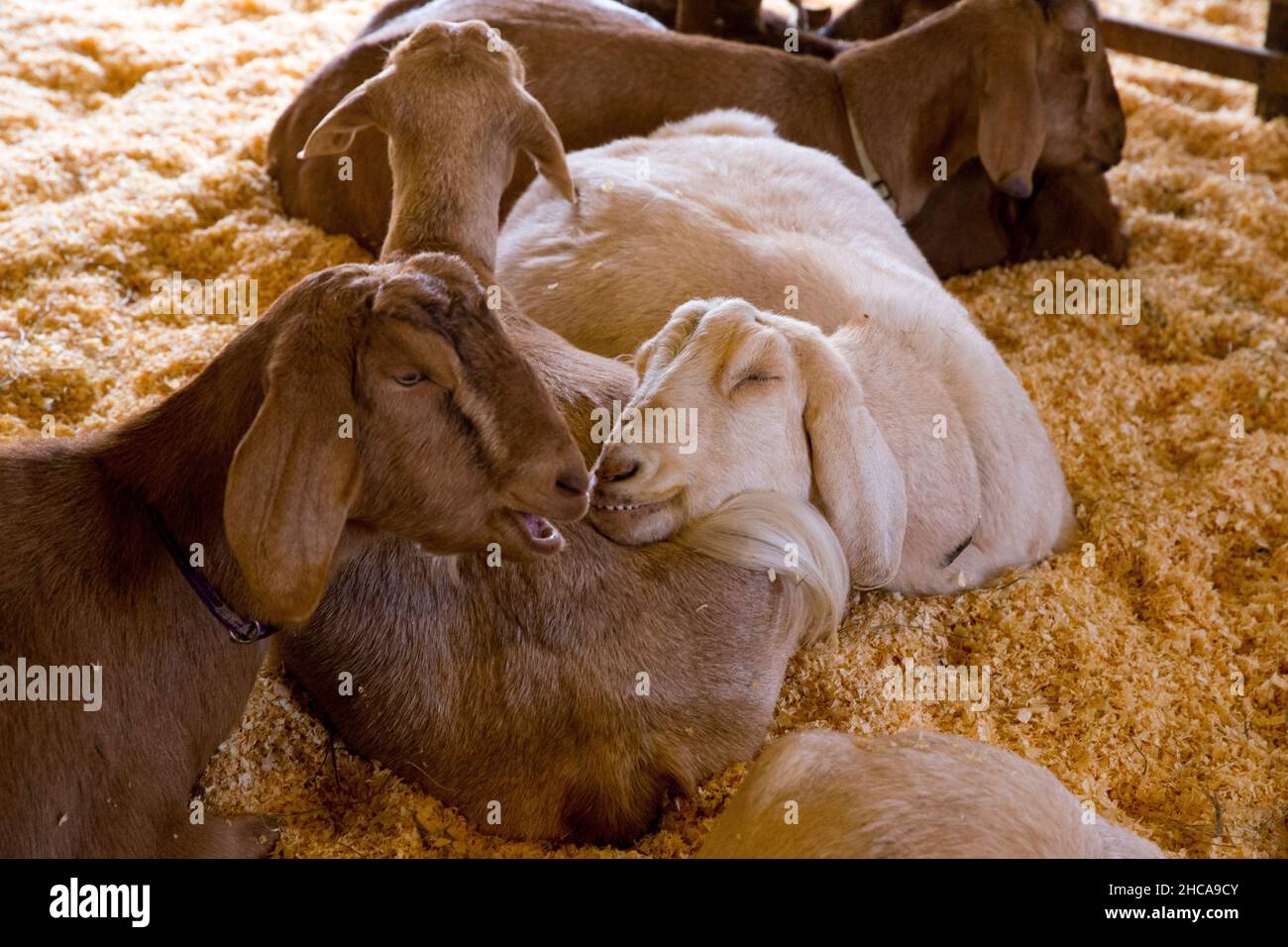 Capre alla Drumlin Farm a Concord ma Foto Stock