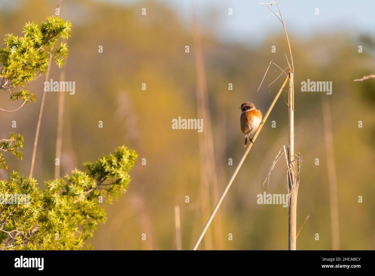 Bella stonechat europea arroccato su un ramoscello vicino al lago Korission a Corfù in una giornata di sole Foto Stock