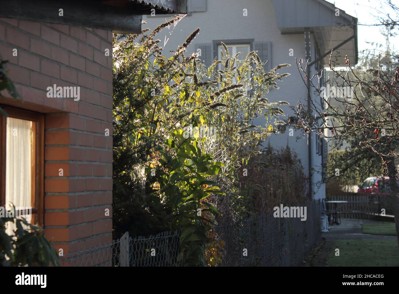 Cespuglio di piante verdi come fiori di grano riempiti di luce solare che si gonfia fuori dalla griglia recinzione Foto Stock