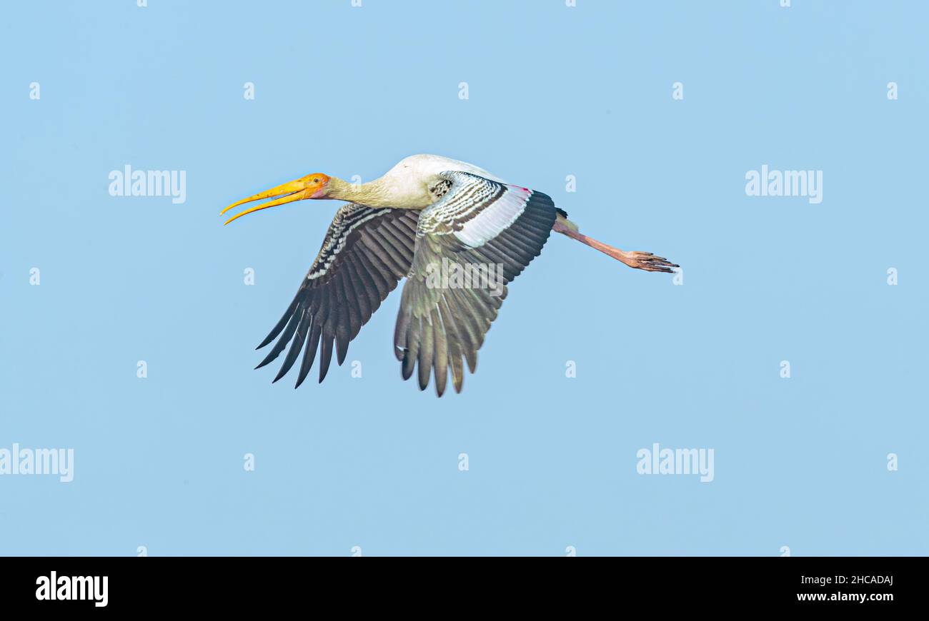 Una cicogna dipinta in volo nel cielo Foto Stock