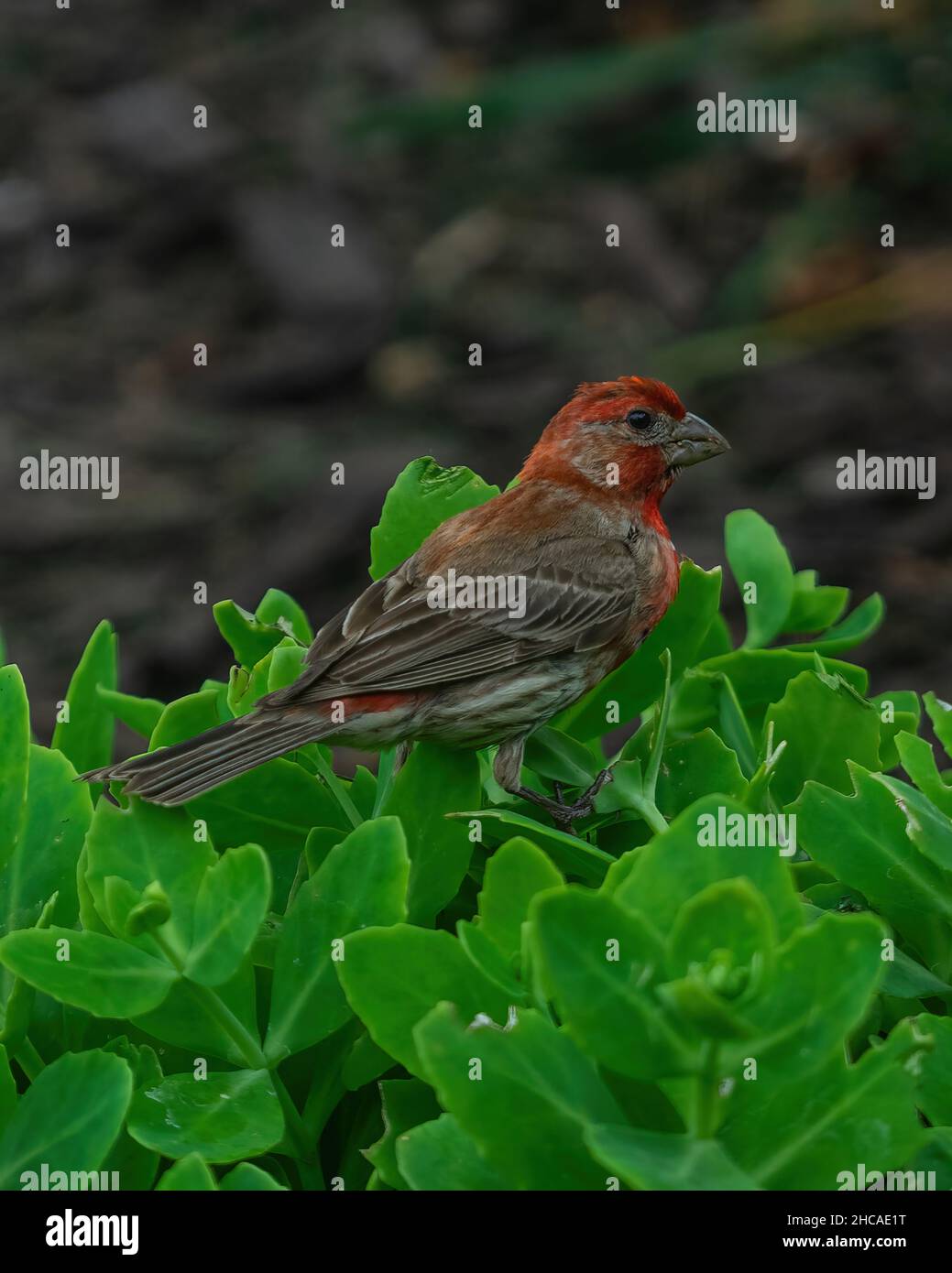 Primo piano verticale del finch della casa arroccato sul cespuglio. Haemorhous mexicanus. Foto Stock