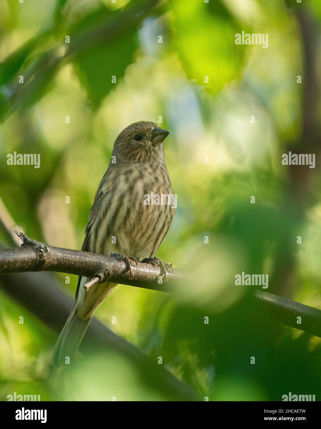 Primo piano verticale del finch della casa arroccato sull'albero. Haemorhous mexicanus. Foto Stock