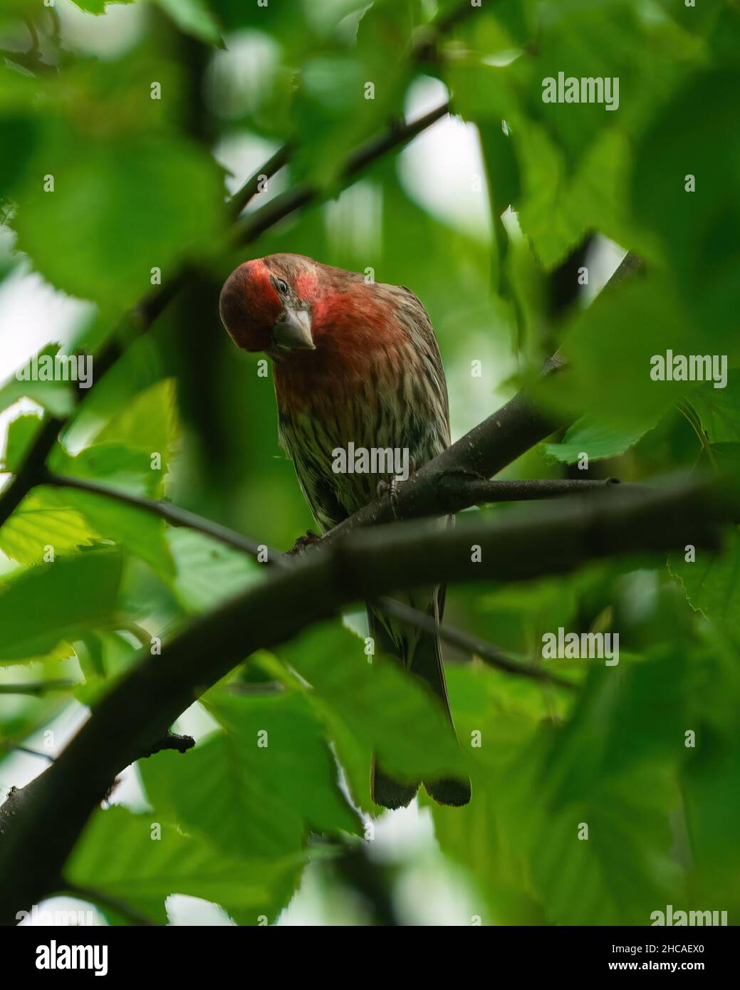 Primo piano verticale del finch della casa arroccato sull'albero. Haemorhous mexicanus. Foto Stock