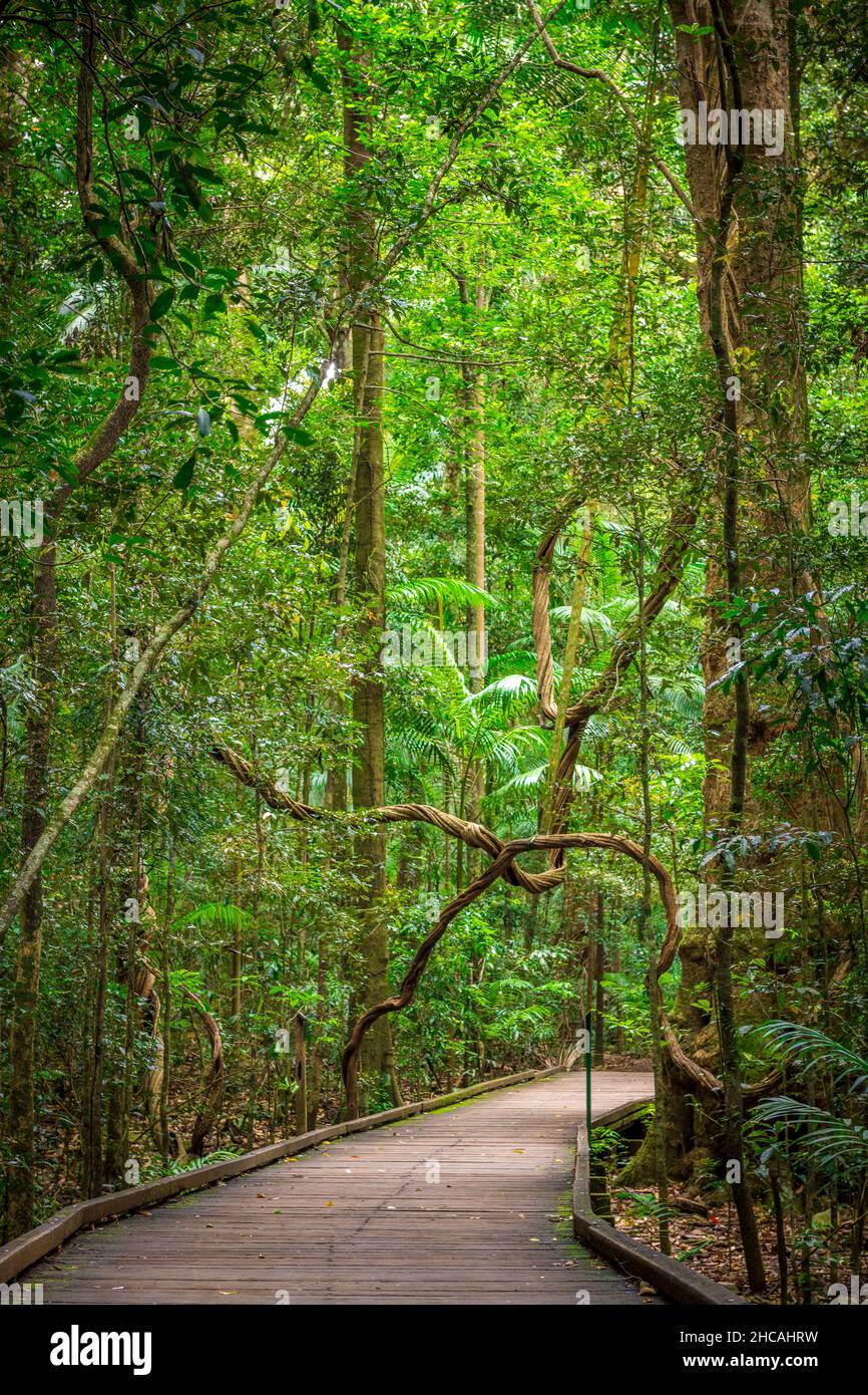 La riserva panoramica Mary Cairncross comprende 55 ettari di foresta pluviale subtropicale che si affaccia sul paesaggio delle Glass House Mountains Foto Stock