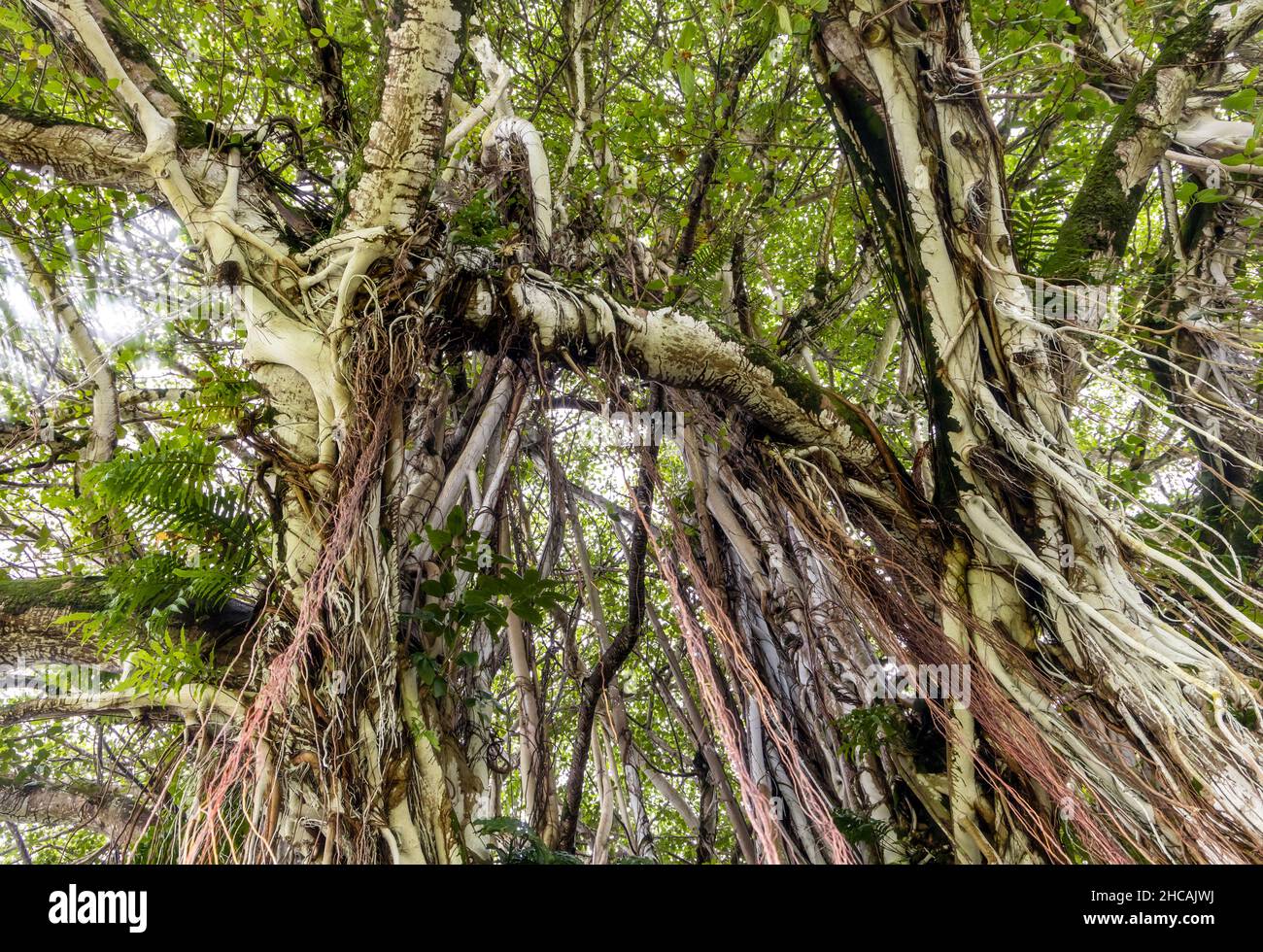 Radici marroni e tronco di un gigantesco albero banyan nel parco Kalakaua di Hilo, Hawaii Foto Stock