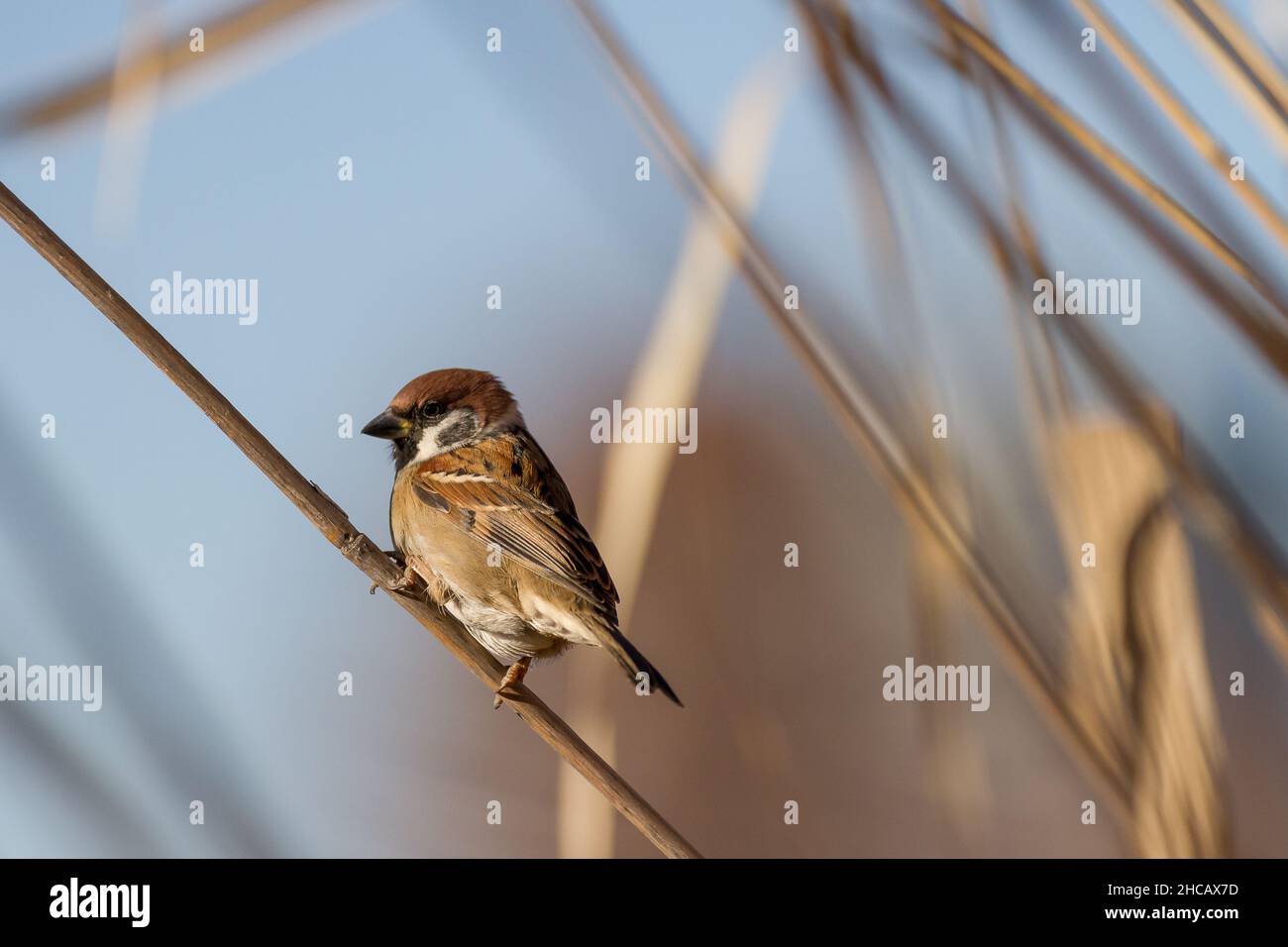 Un maschio Eurasiano albero Sparrow (Montanus Passer) su canne a Ueno Park, Tokyo, Giappone. Foto Stock