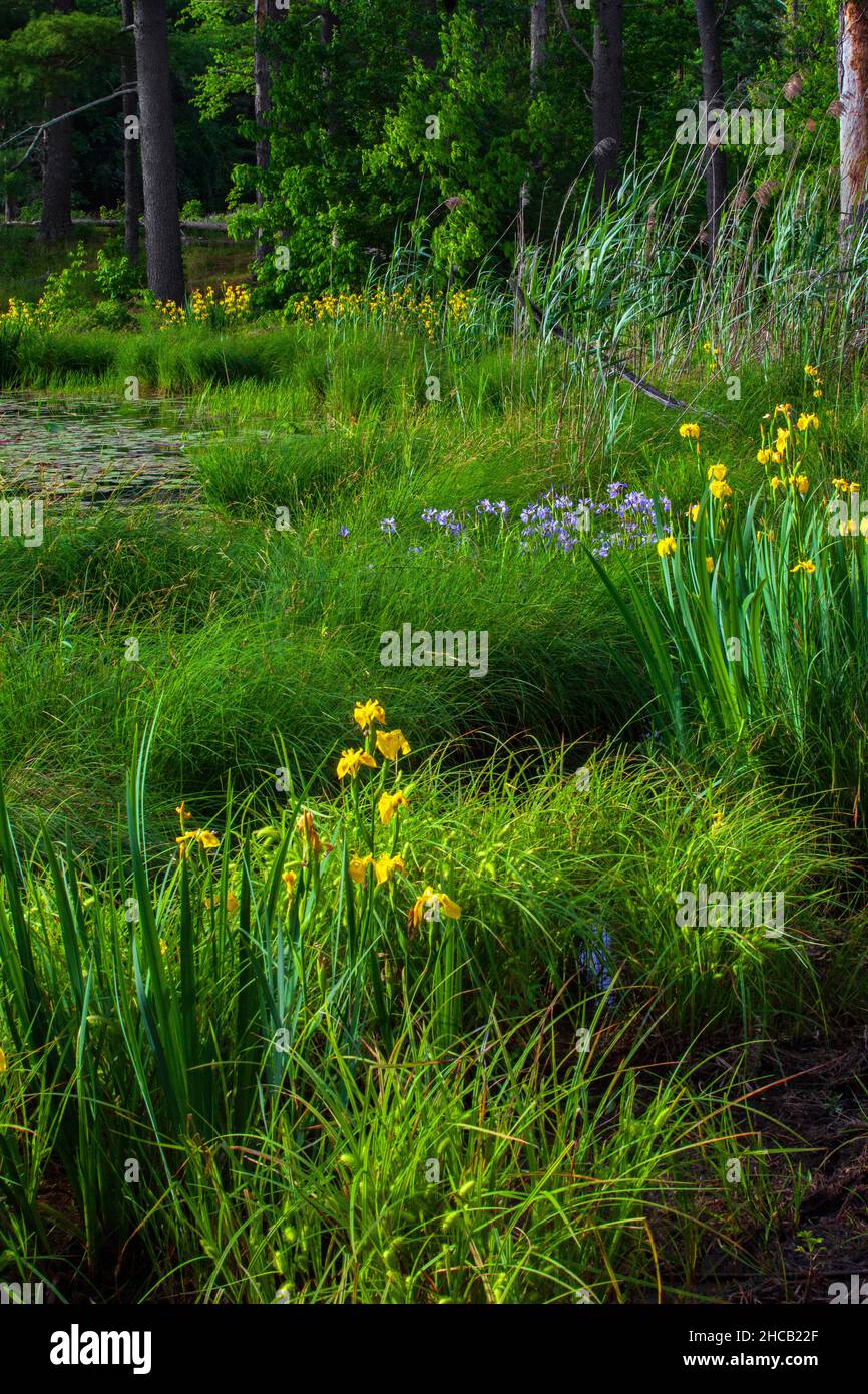 Bandiera gialla non nativa e Bandiera Blu nativa Iris crescere insieme a Stucky's Pond nel Delaware Water Gap National Recreation Area. Foto Stock