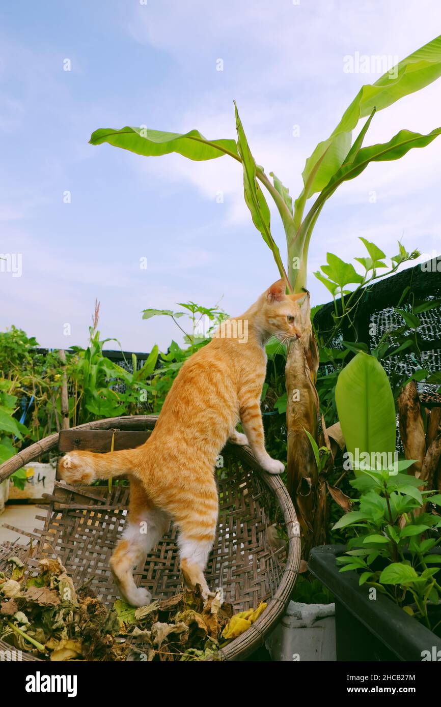 Carino gatto giallo in piedi in cesto di bambù sotto albero di banana nel giardino sul tetto della casa della città, ho chi Minh città, Vietnam Foto Stock