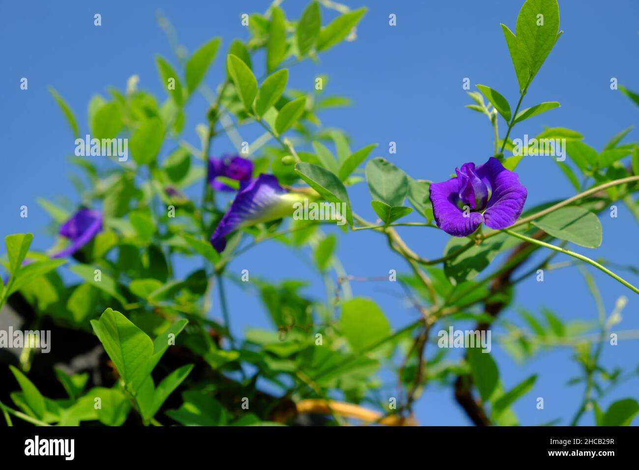 Chiudi fiore di pisello farfalla fiorente sulla pianta nel giardino sul tetto della città di ho Chi Minh, Vietnam, questa erbe rendono il colore naturale per il cibo o fare il tè blu Foto Stock
