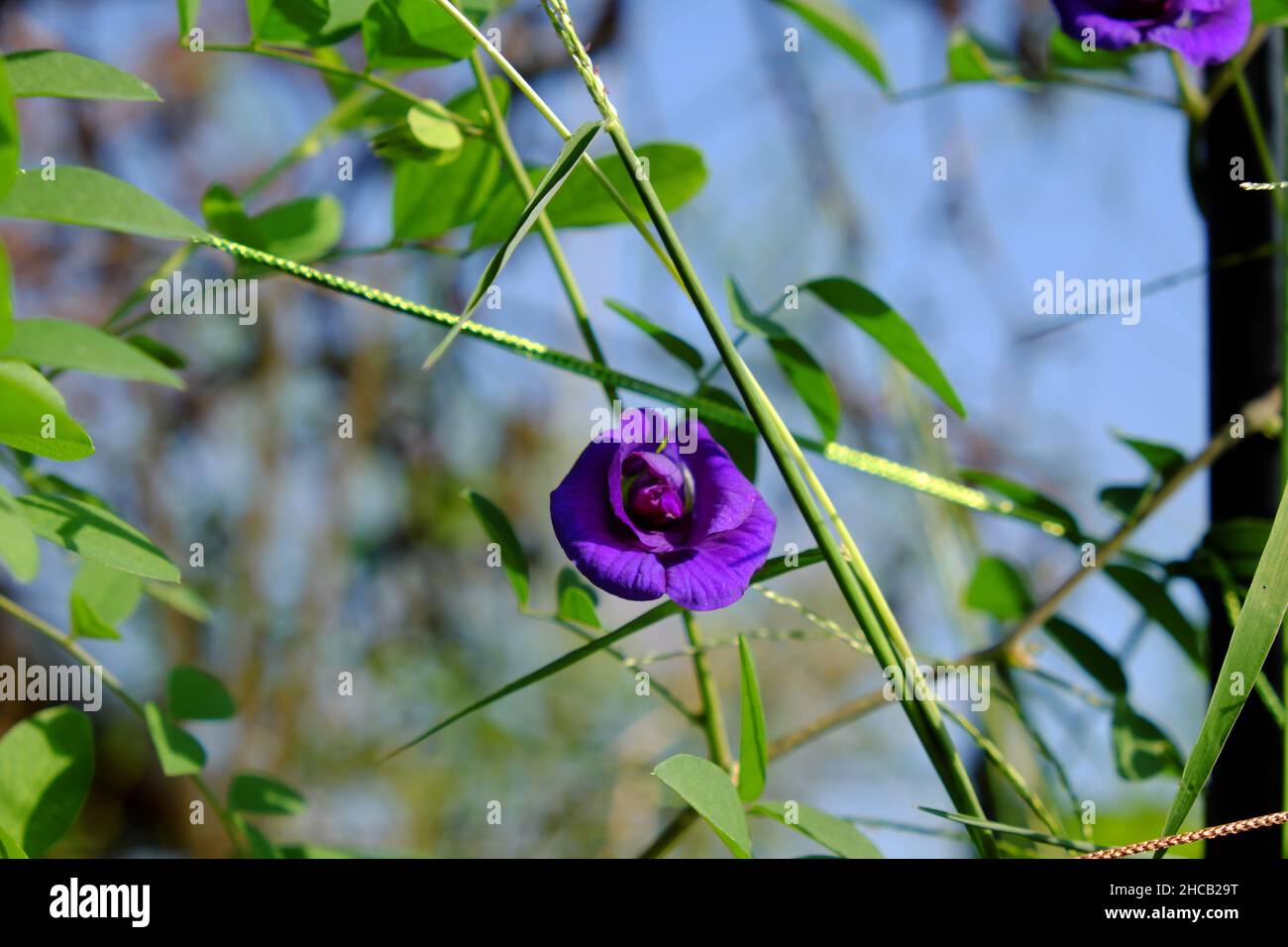 Chiudi fiore di pisello farfalla fiorente sulla pianta nel giardino sul tetto della città di ho Chi Minh, Vietnam, questa erbe rendono il colore naturale per il cibo o fare il tè blu Foto Stock