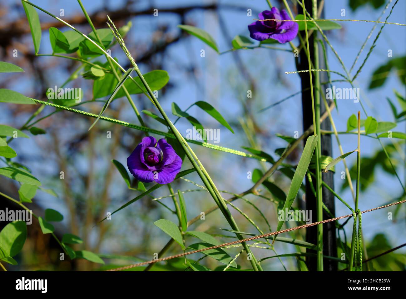 Chiudi fiore di pisello farfalla fiorente sulla pianta nel giardino sul tetto della città di ho Chi Minh, Vietnam, questa erbe rendono il colore naturale per il cibo o fare il tè blu Foto Stock