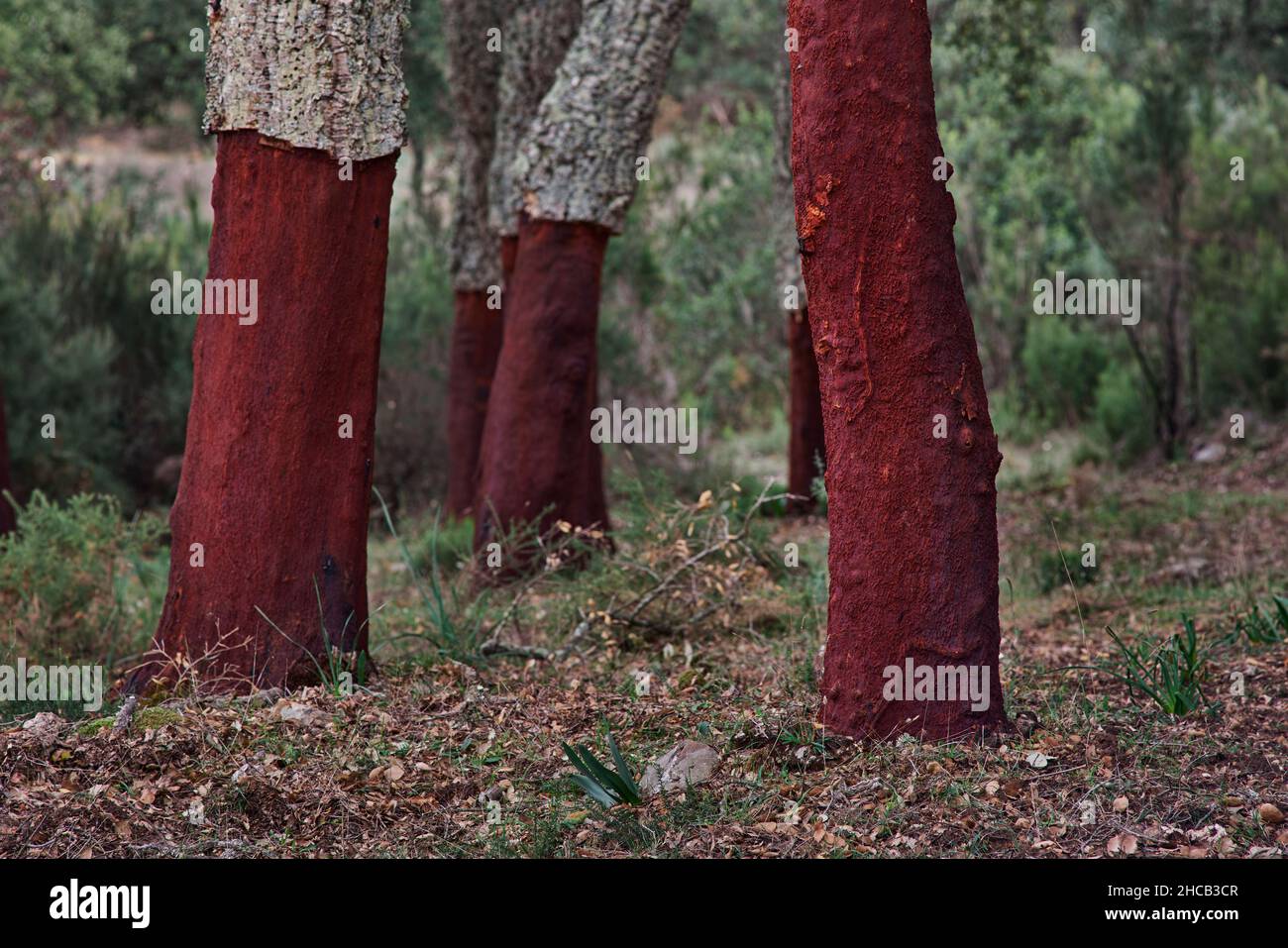Parco naturale Los Alcornocales a Cadiz. Querce di sughero (Quercus suber) la cui corteccia è stata estratta per la produzione di sughero. Cortes de la Frontera, Andalusia Foto Stock