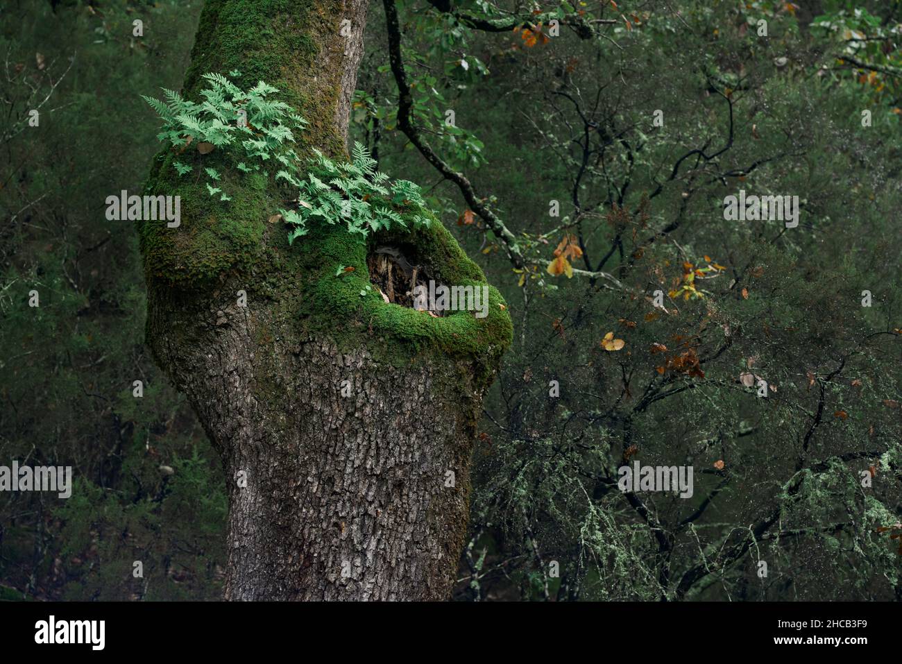 Parco naturale Los Alcornocales a Cadiz. Particolare del tronco di un Quercus (Quercus faginea) a Cortes de la Frontera. Andalusia, Spagna, Europa. Foto Stock