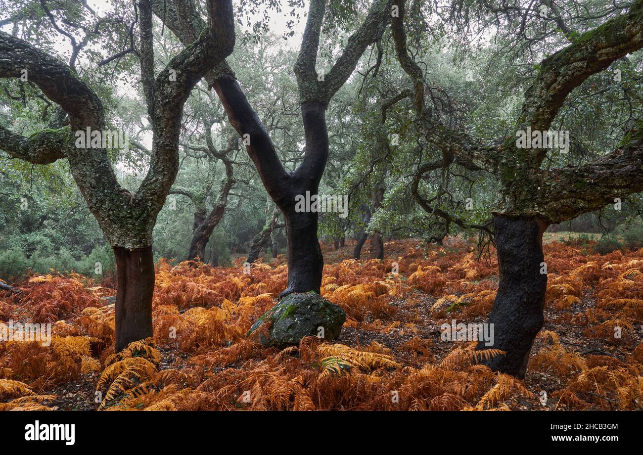 Parco naturale Los Alcornocales a Cadiz. Querce di sughero (Quercus suber) la cui corteccia è stata estratta per la produzione di sughero. Cortes de la Frontera, Andalusia Foto Stock