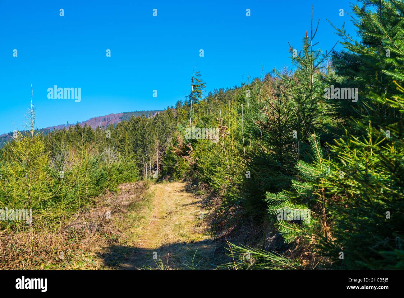 Germania, Foresta Nera paesaggio panorama di un percorso escursionistico nascosto attraverso paesaggi naturali come paradiso con cielo blu e sole Foto Stock
