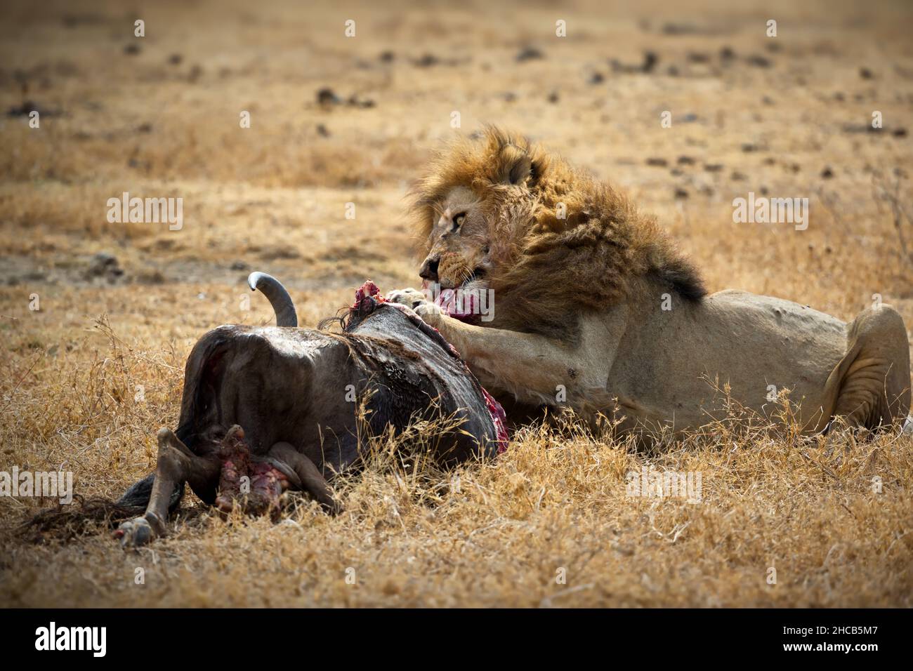 Leone con un volto sanguinoso che mangia la sua preda in Tanzania Foto Stock