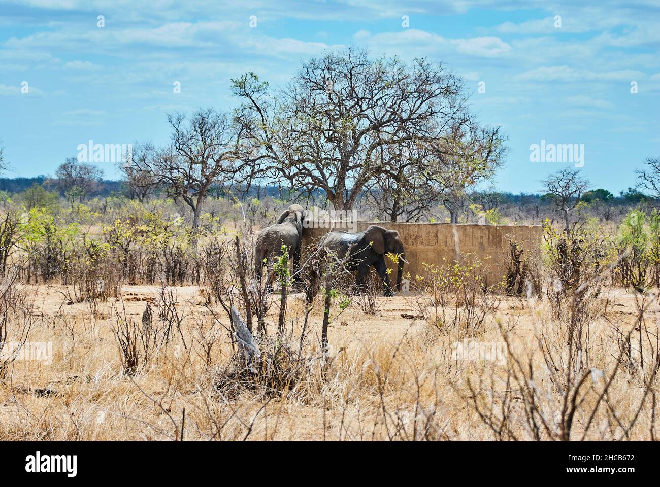 Elefante africano, Loxodonta, bevendo da un grande bacino d'acqua in cemento in una zona calda e arida dell'Africa meridionale Foto Stock