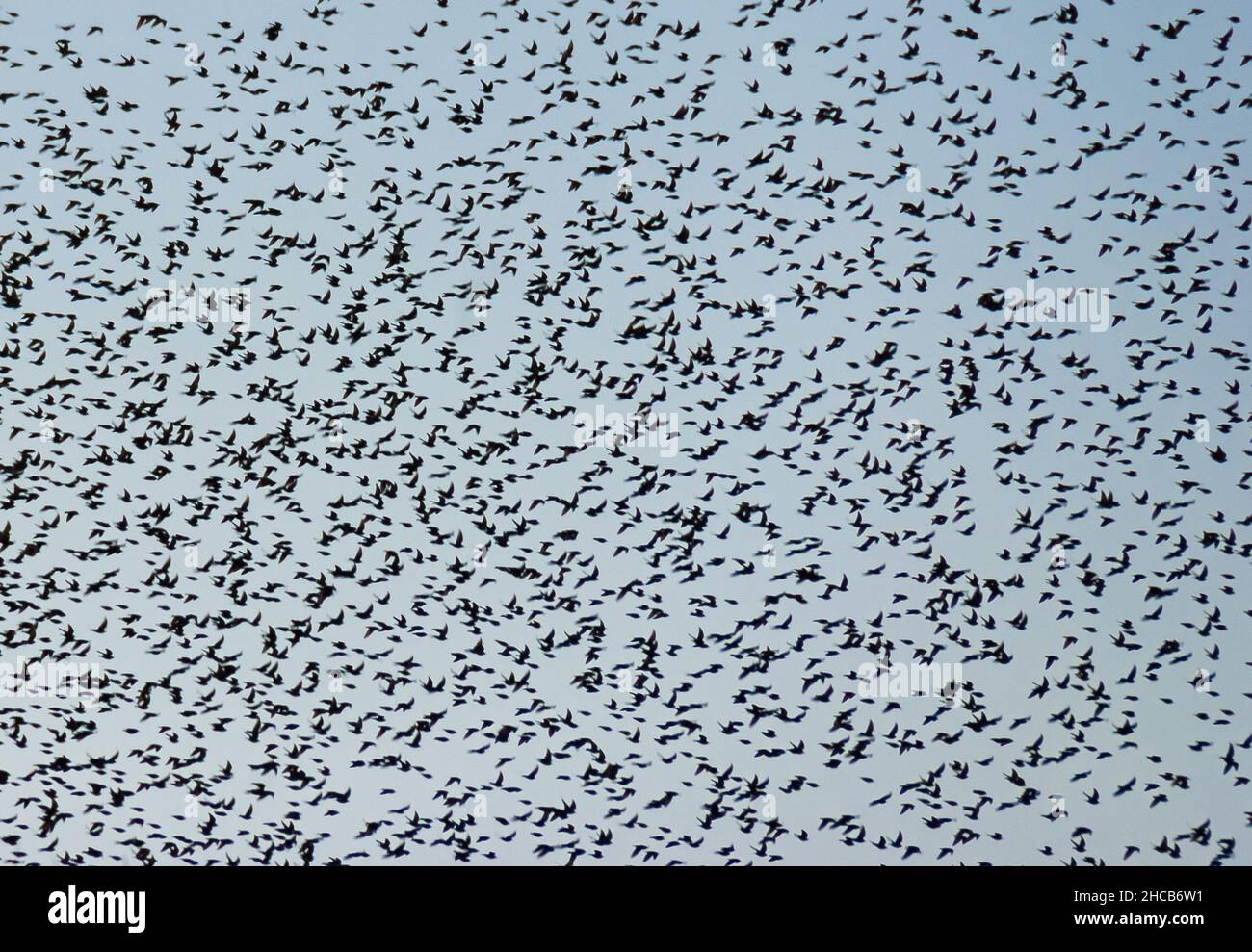 Uccelli che volano in alto nel cielo come sfondo Foto Stock